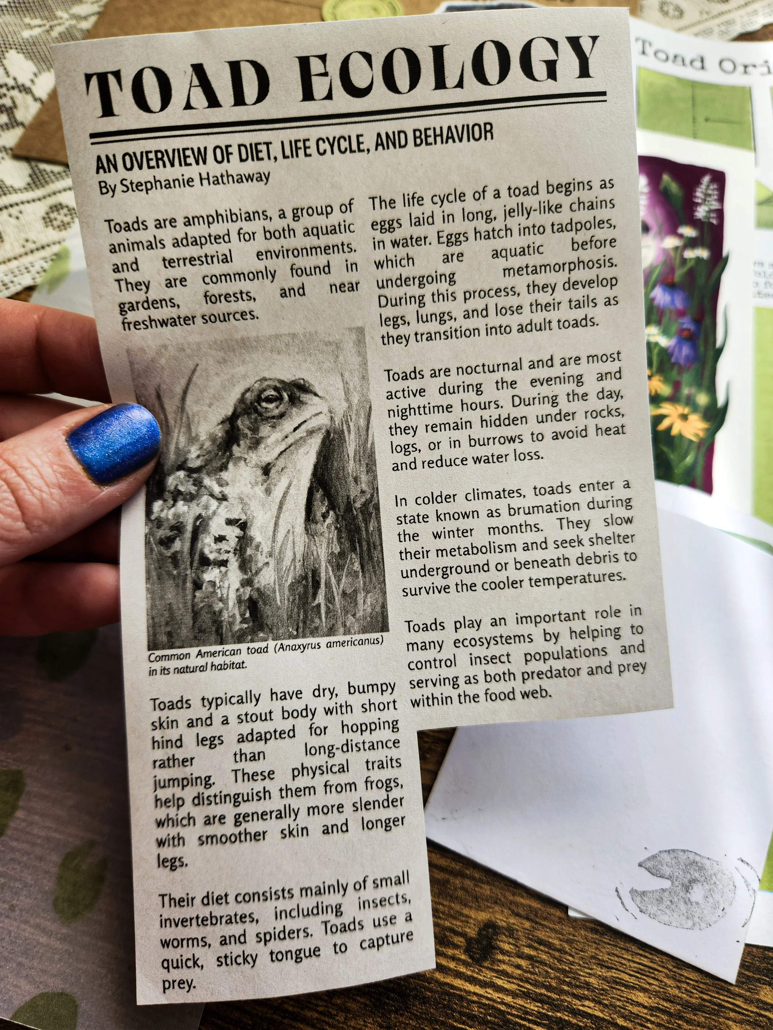 Close-up of vintage-style newspaper clipping about toads