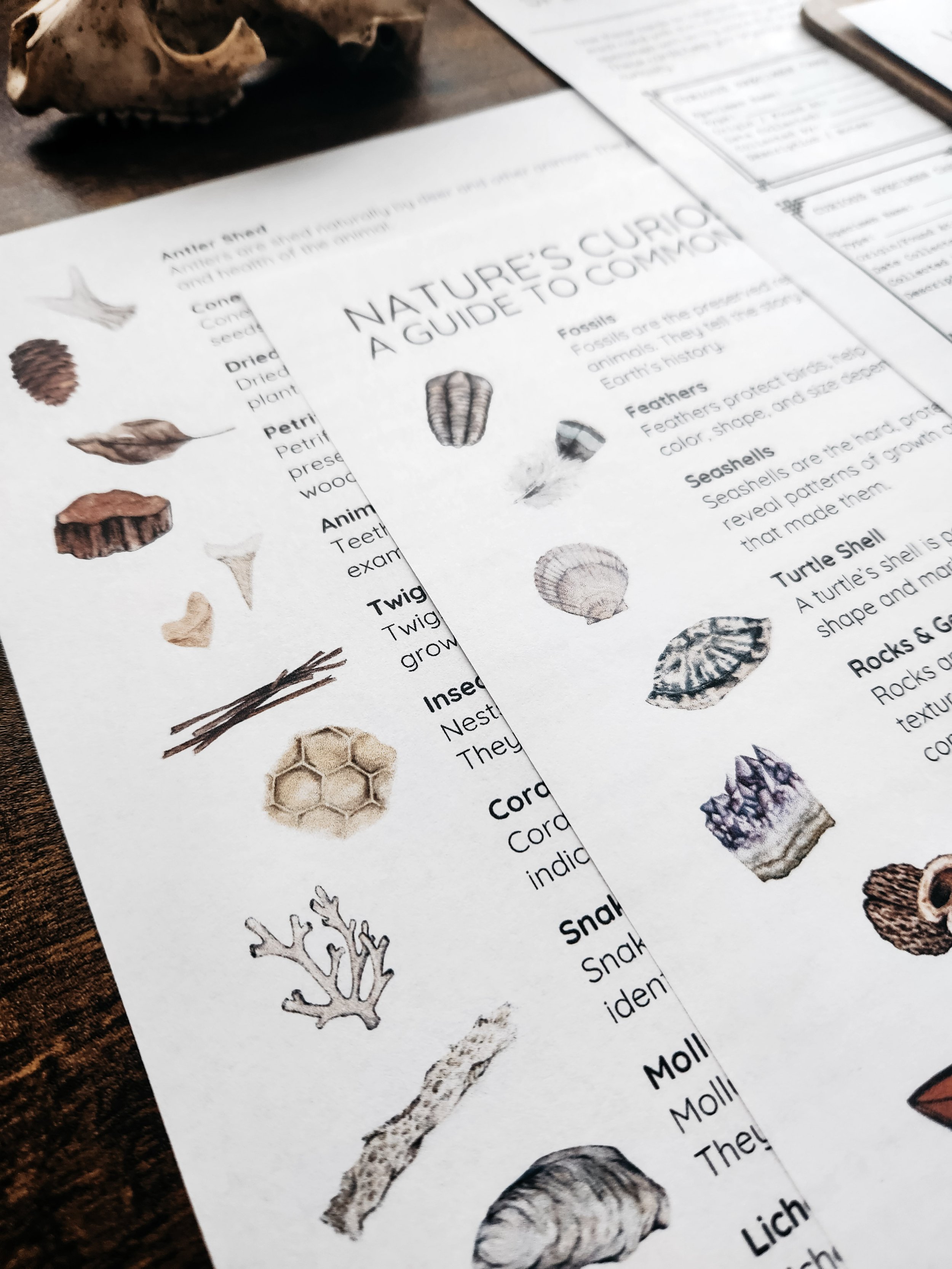 Nature Journaling with Steph subscription lesson focused on Nature’s Curiosities.