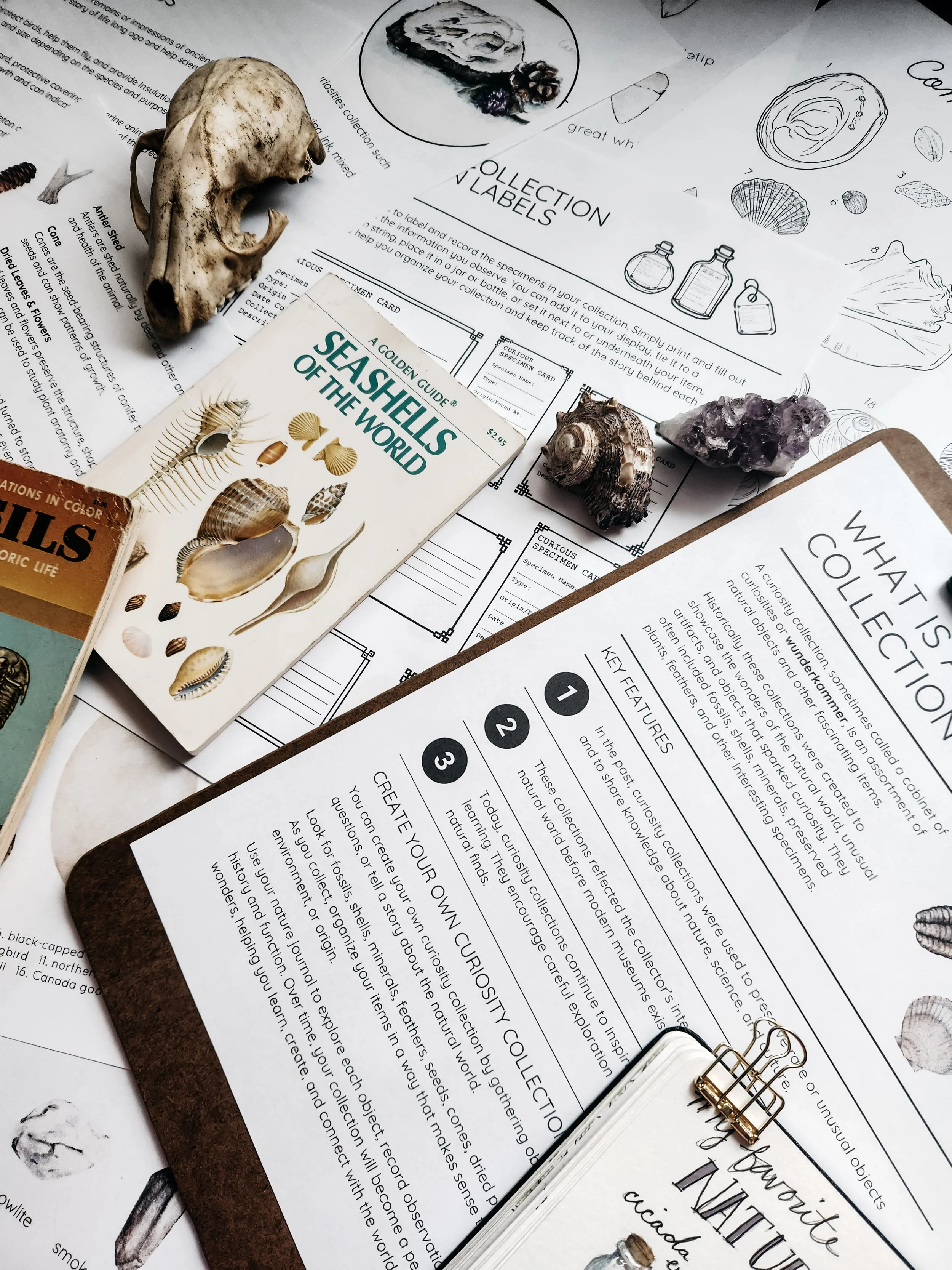 Nature journaling lesson visuals from Nature Journaling with Steph.