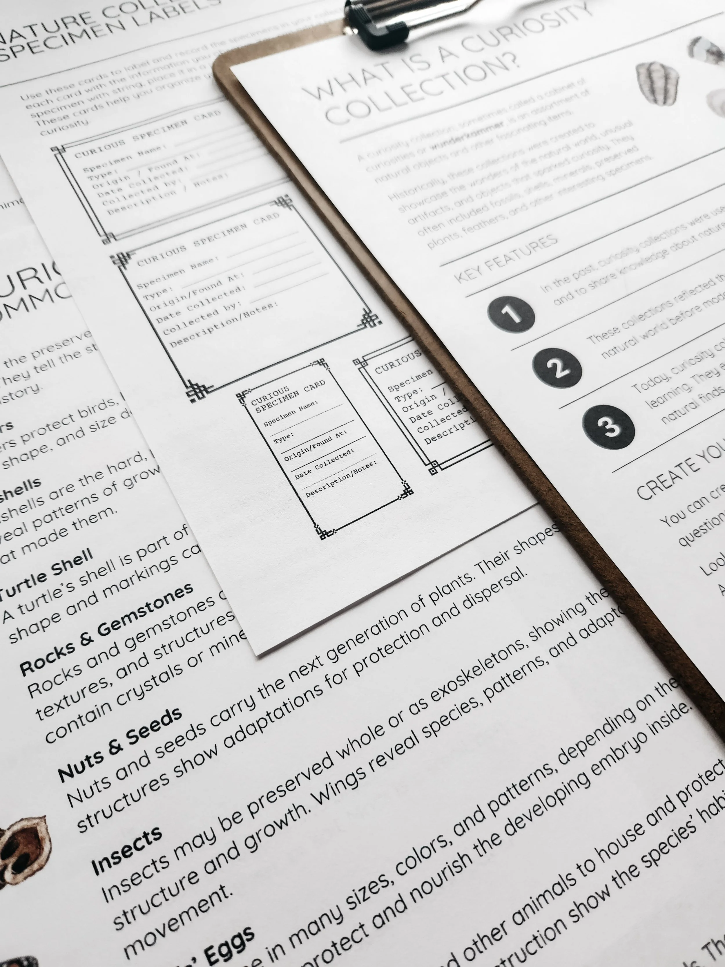 Sample nature journal pages from the Nature’s Curiosities lesson.