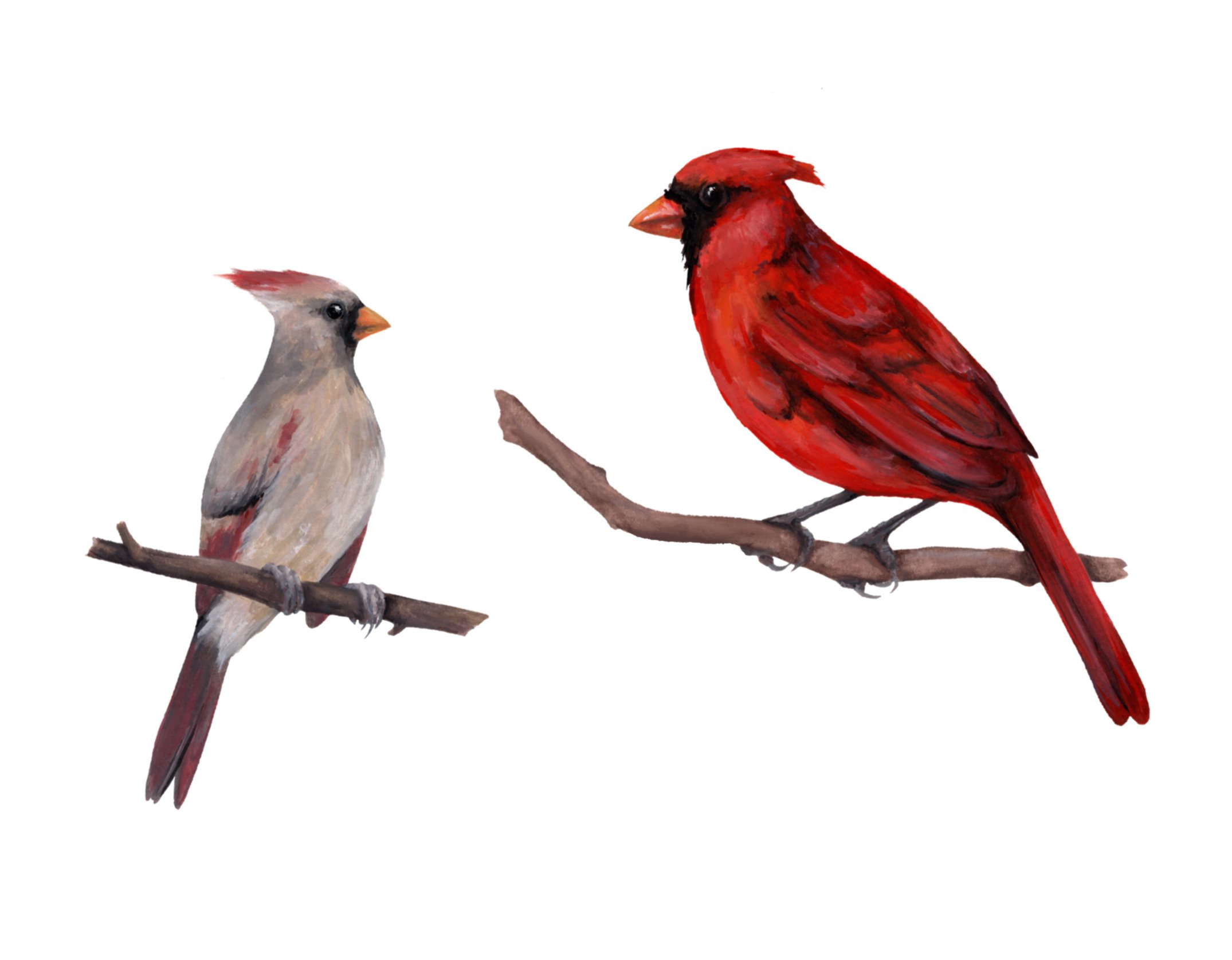 Cardinal+M+%26+F.jpg
