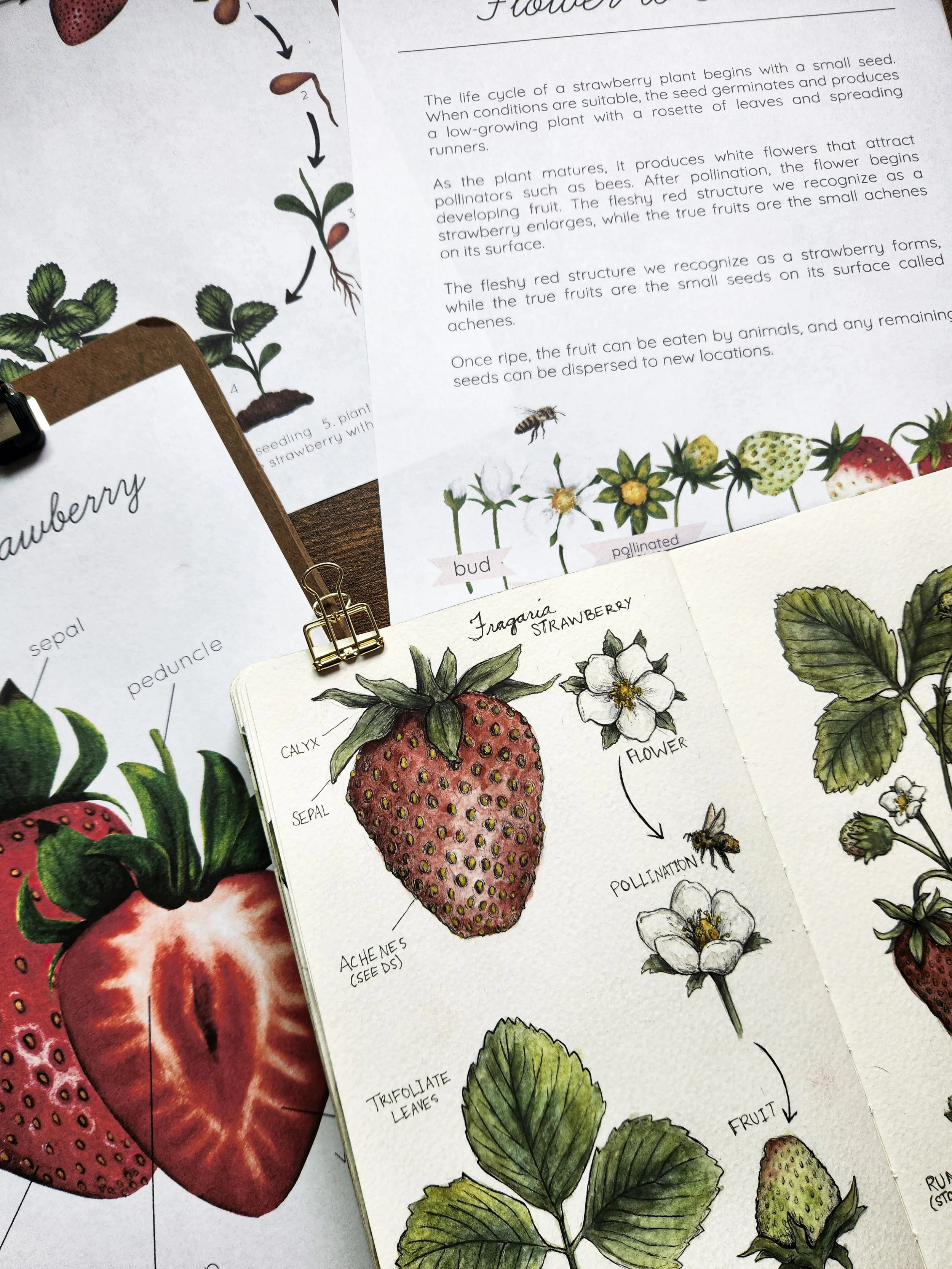 Flat lay featuring berry anatomy and life cycle educational pages