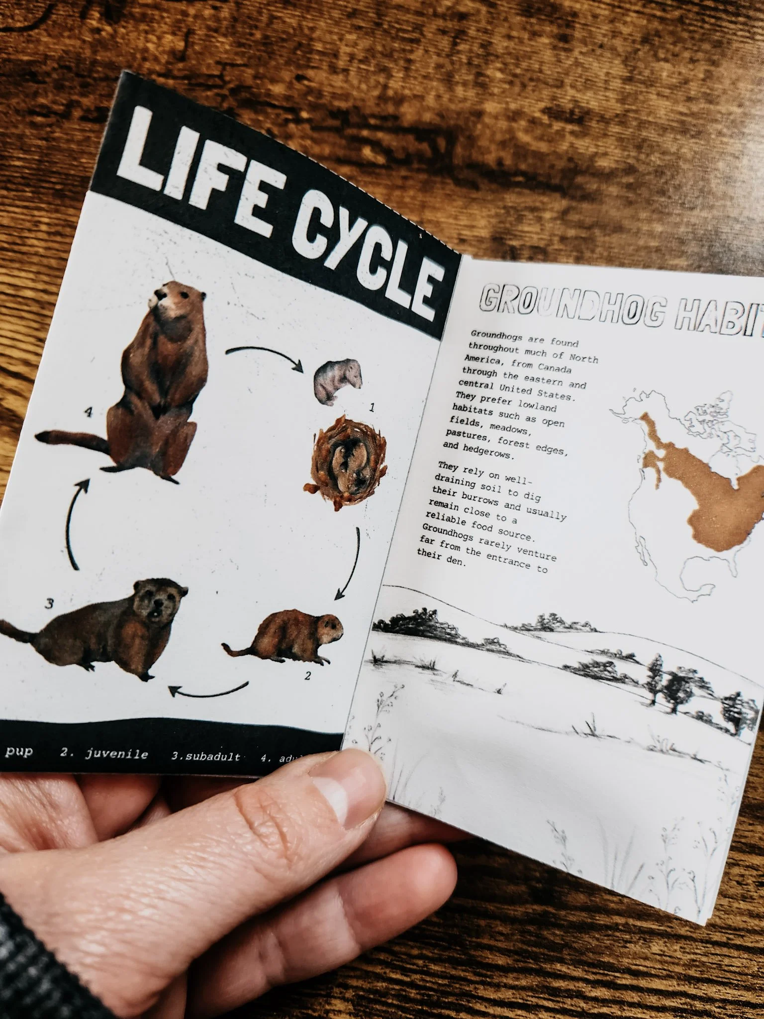 Inside pages of the groundhog mini zine showing the groundhog life cycle stages and a simple habitat diagram with open fields, burrows, and surrounding vegetation.