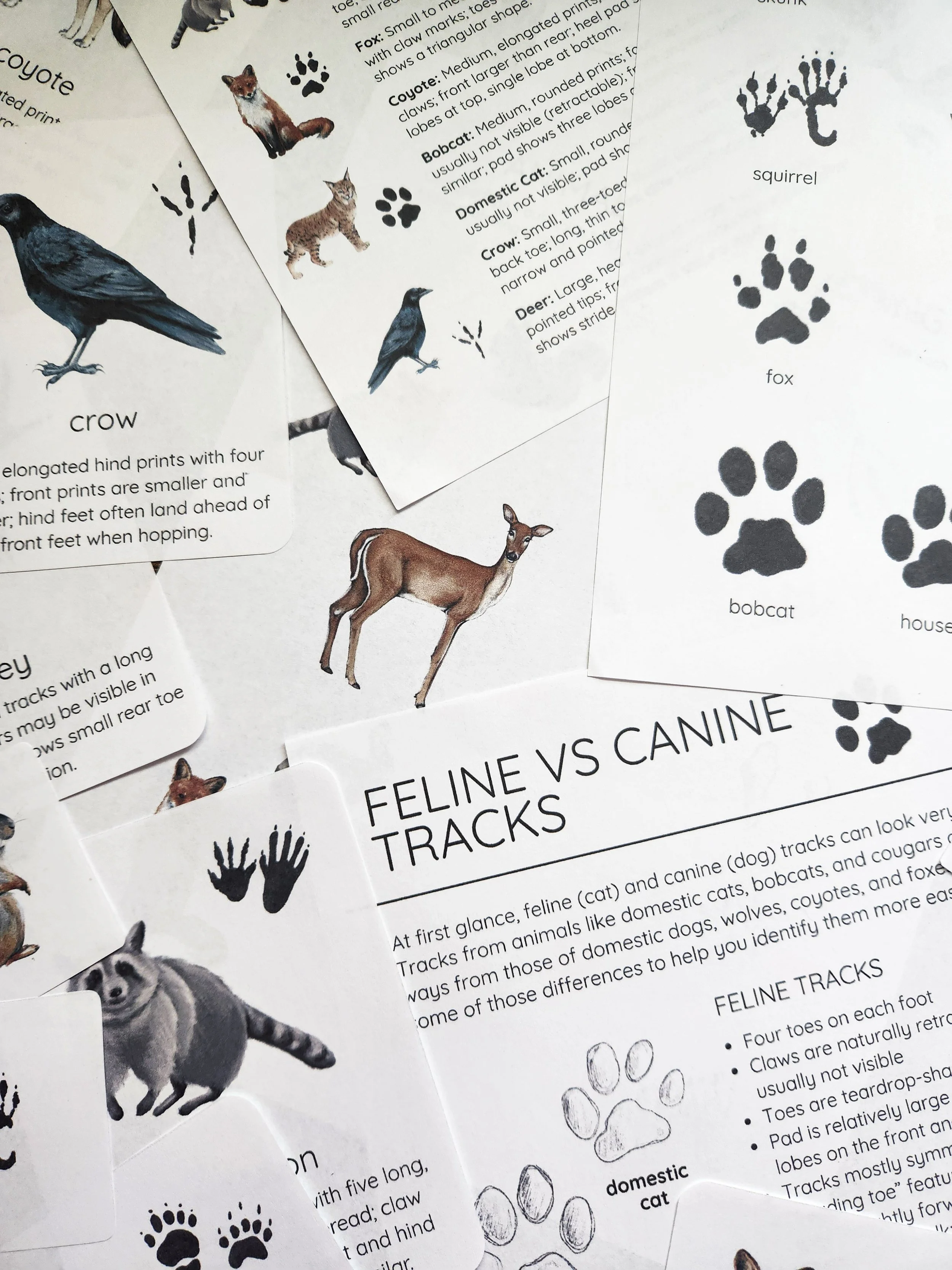 Lesson pages showing different animal tracks and related observation activities.