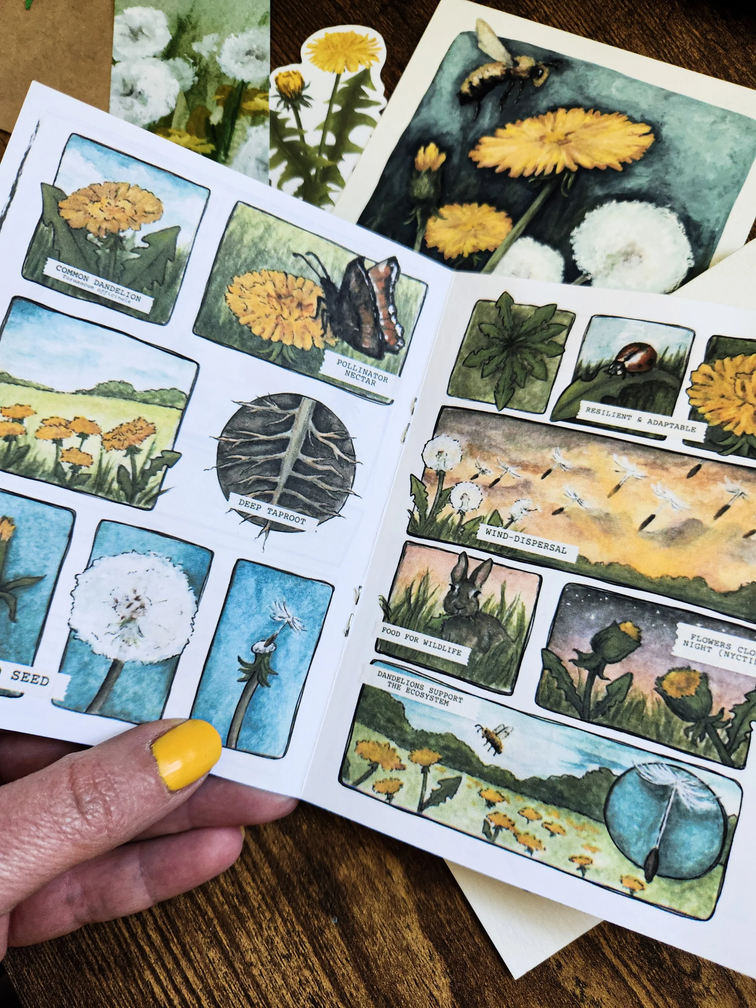 Open mini comic showing illustrated pages with dandelion facts, drawings, and text.