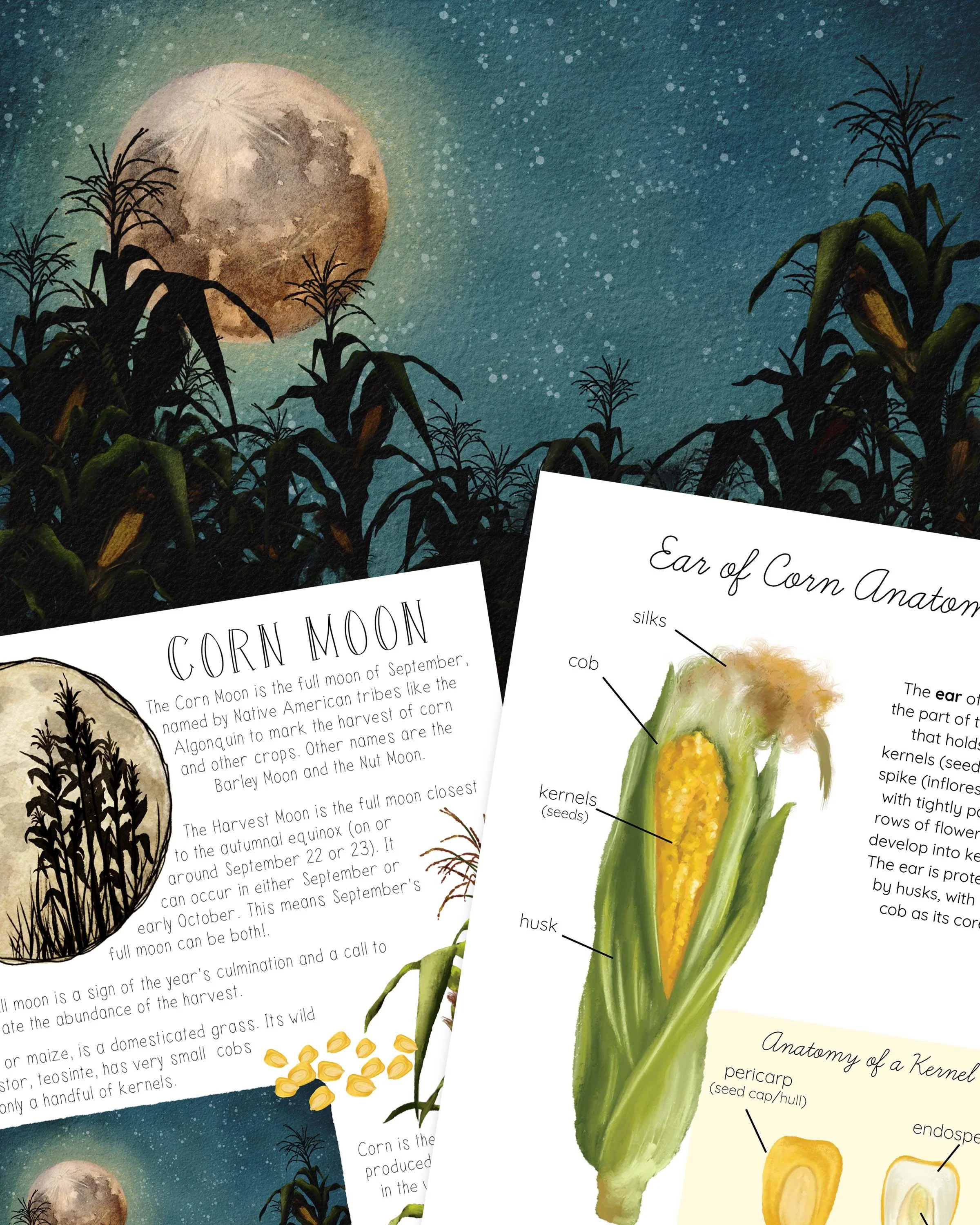 Corn Moon Listing Image 2.jpg