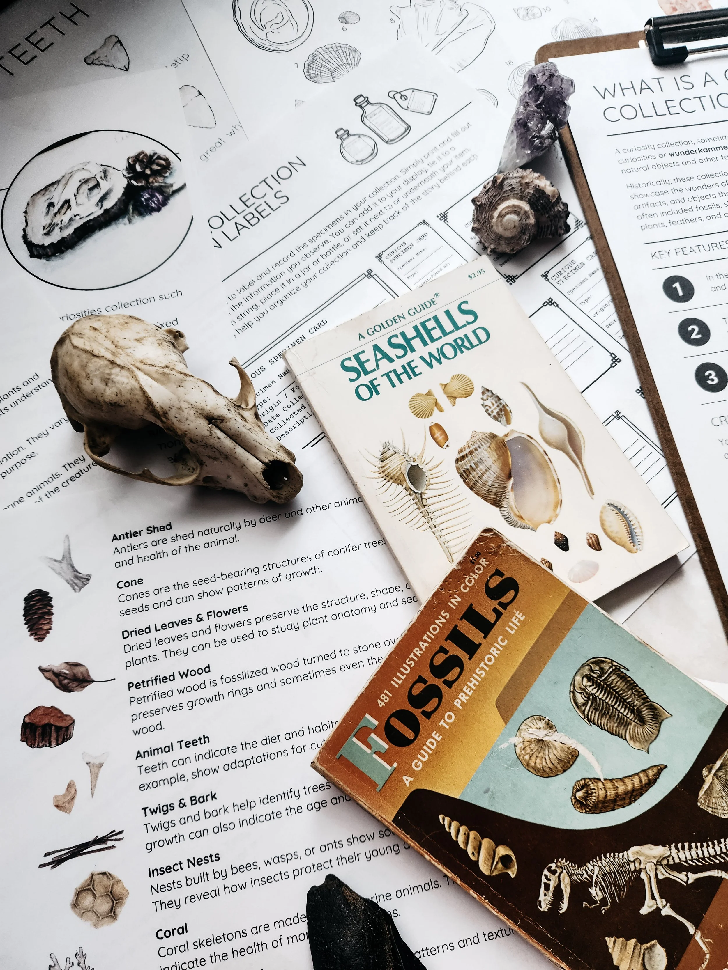 Nature’s Curiosities lesson preview for the Nature Journaling with Steph subscription.
