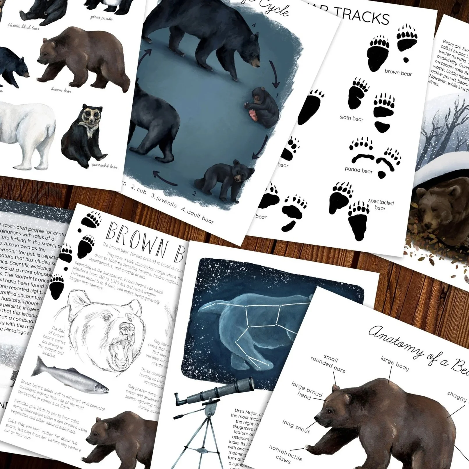 Image showing pages from the Bears Unit Study, including illustrated worksheets and educational content about bears.