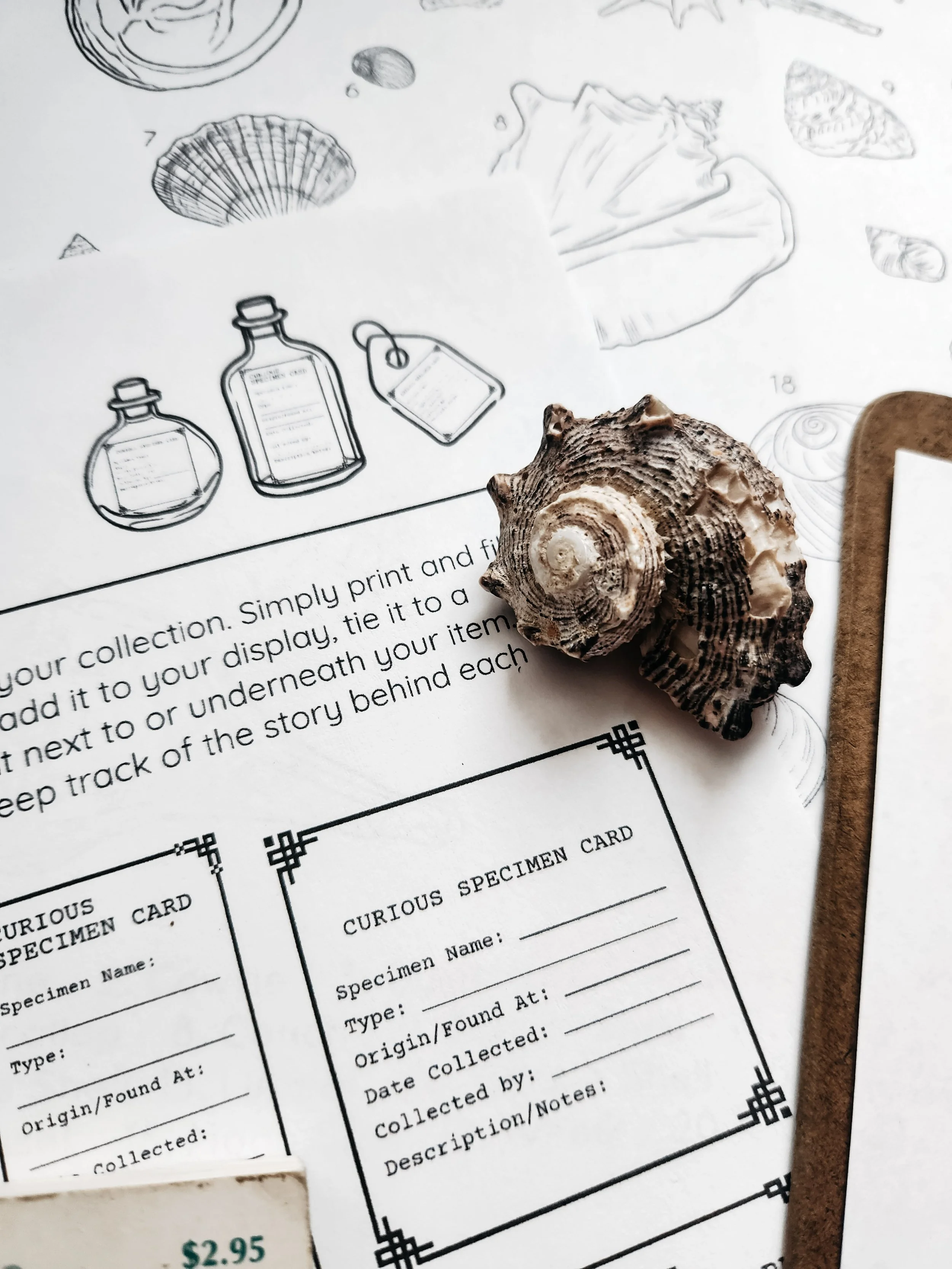 Preview image of the Nature Journaling with Steph Nature’s Curiosities lesson.