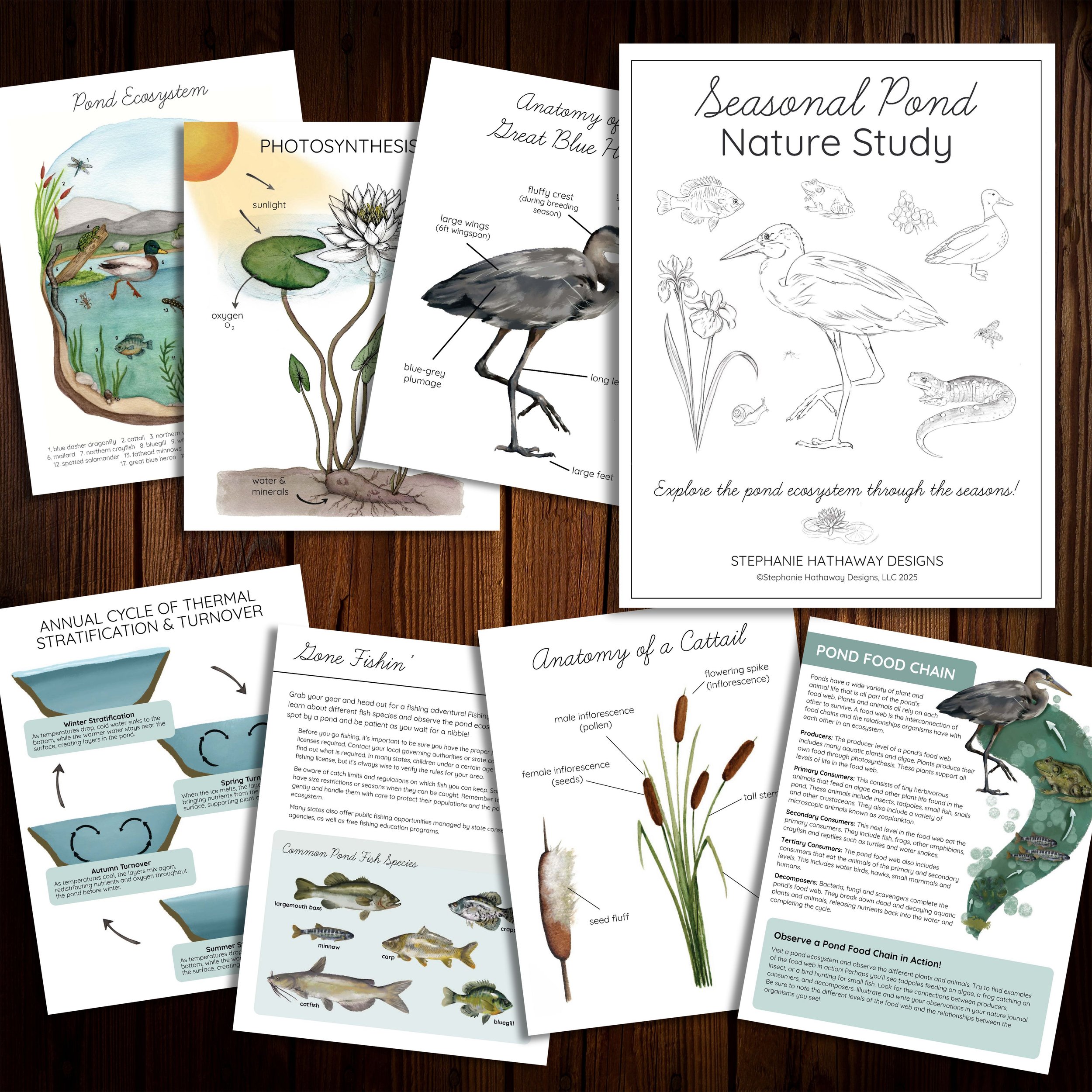 Pond Nature Study Image Square.jpg