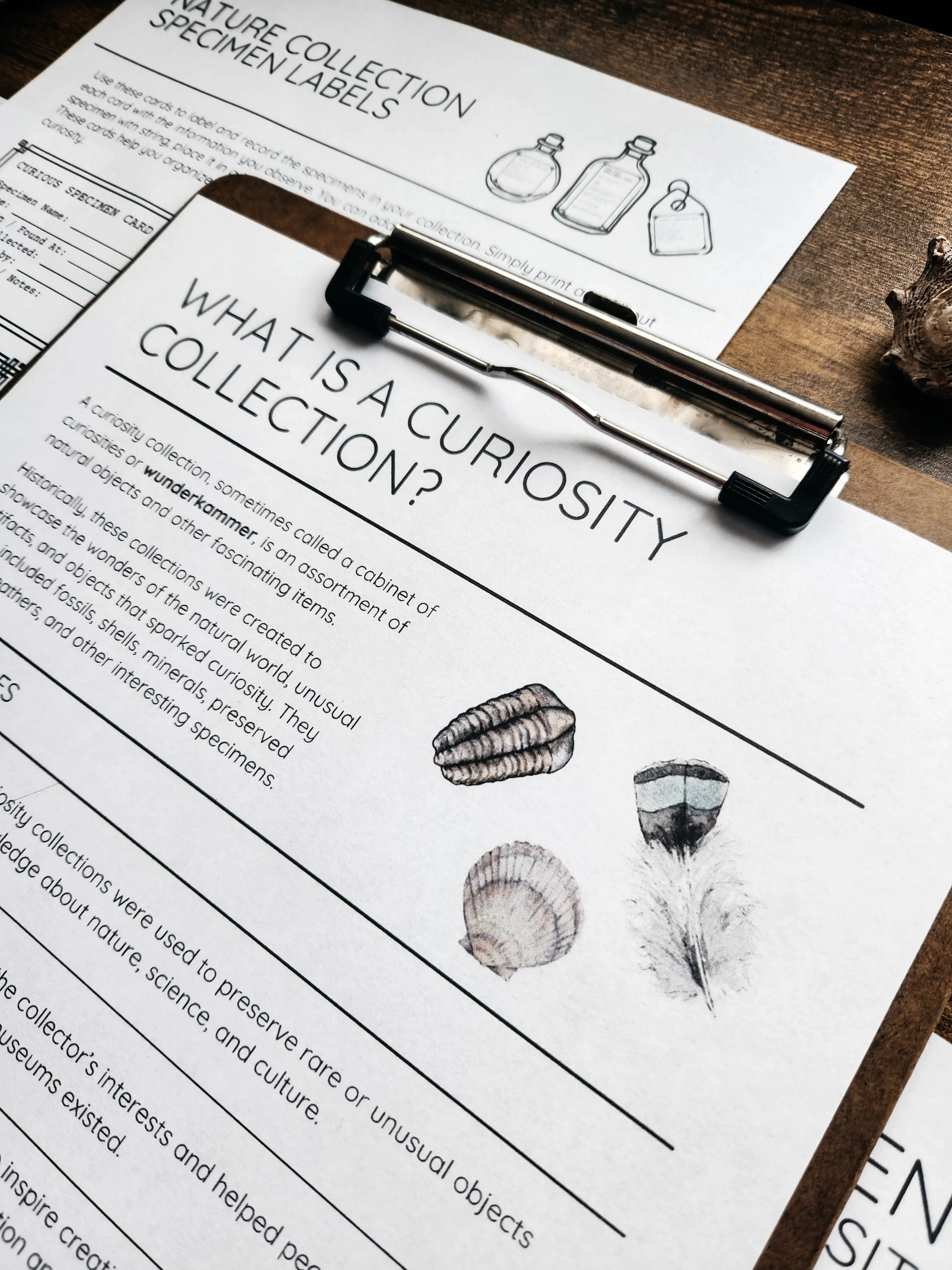Example pages from the Nature Journaling with Steph Nature’s Curiosities lesson.
