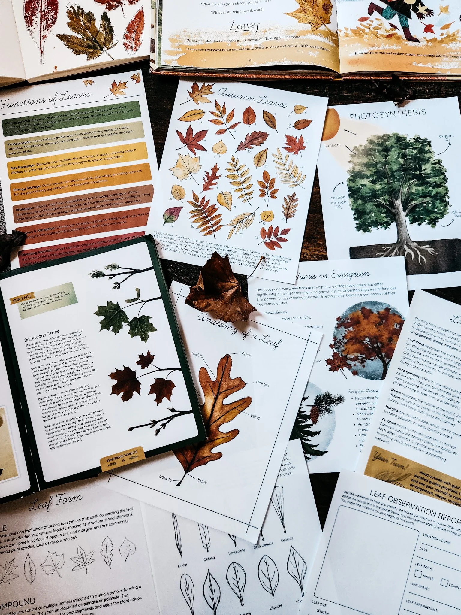 Flat lay image showing pages from the Autumn Leaves Nature Study arranged on a tabletop, including worksheets, illustrated leaves, and hands-on activities.