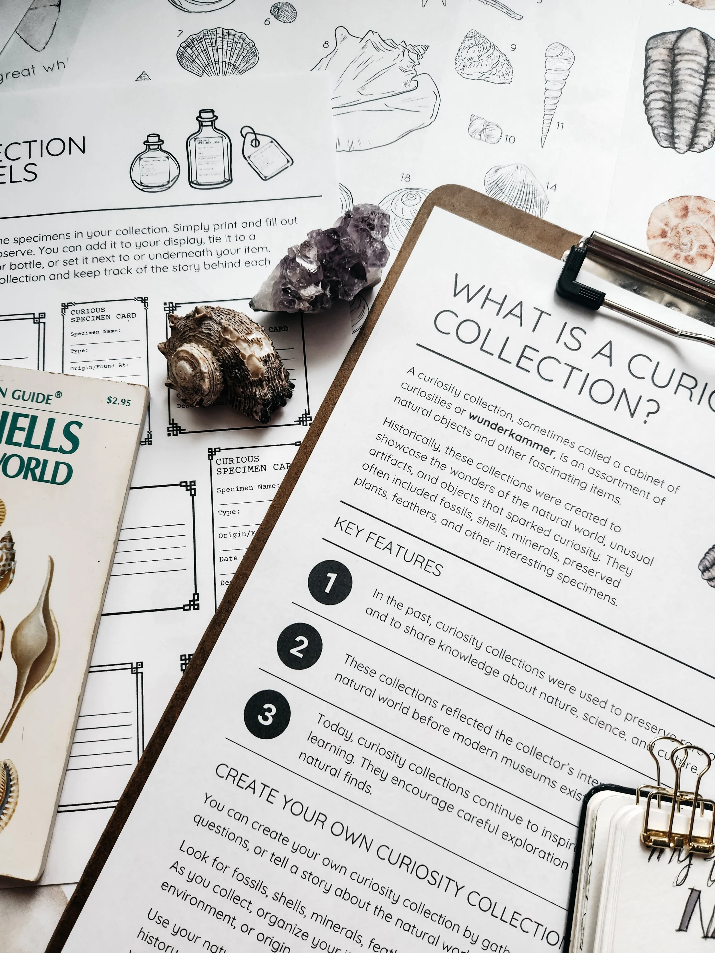 Example of nature journaling pages included in the Nature’s Curiosities lesson.