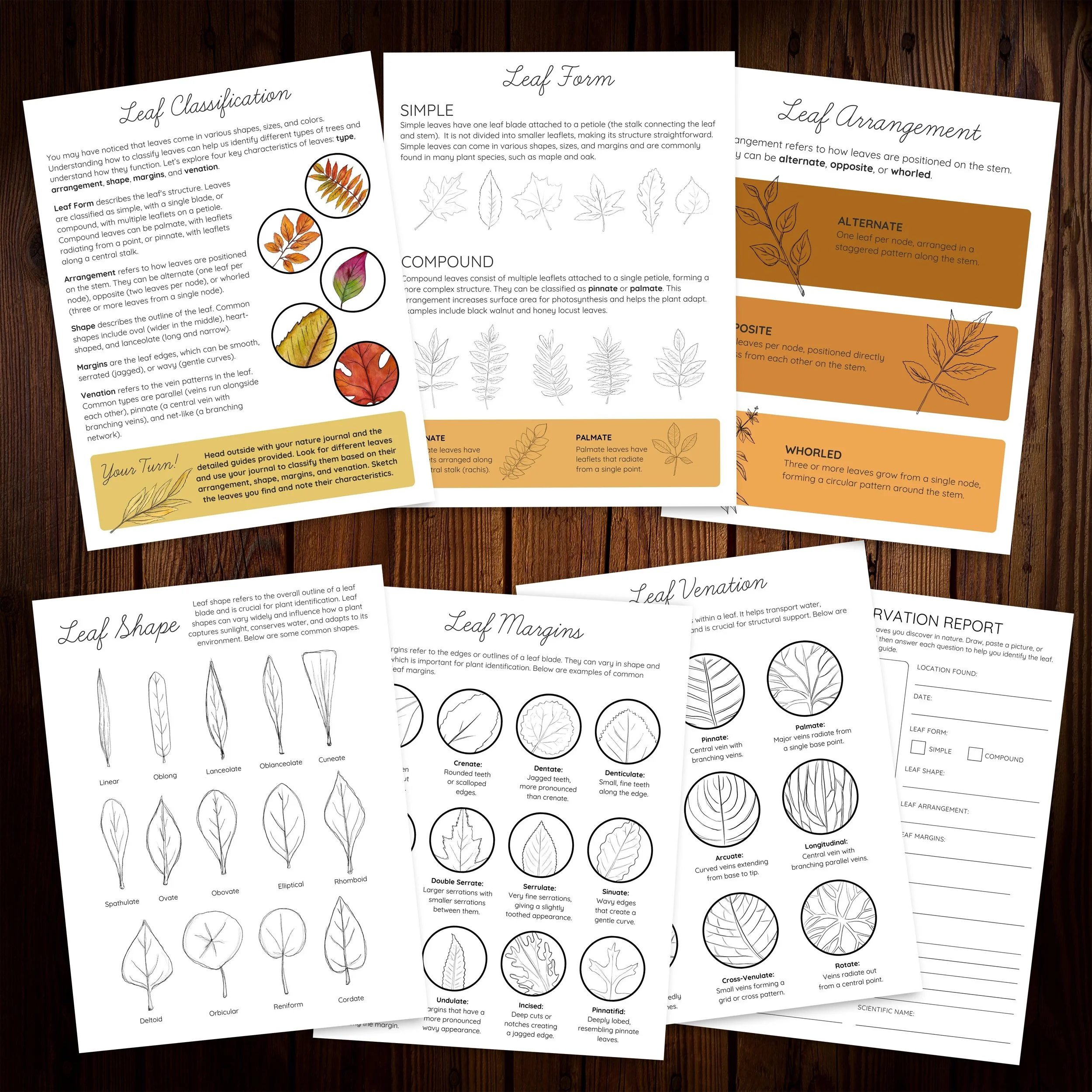 Second group of example pages from the Autumn Leaves Nature Study, showing hands-on activities, copywork, and nature study exercises.