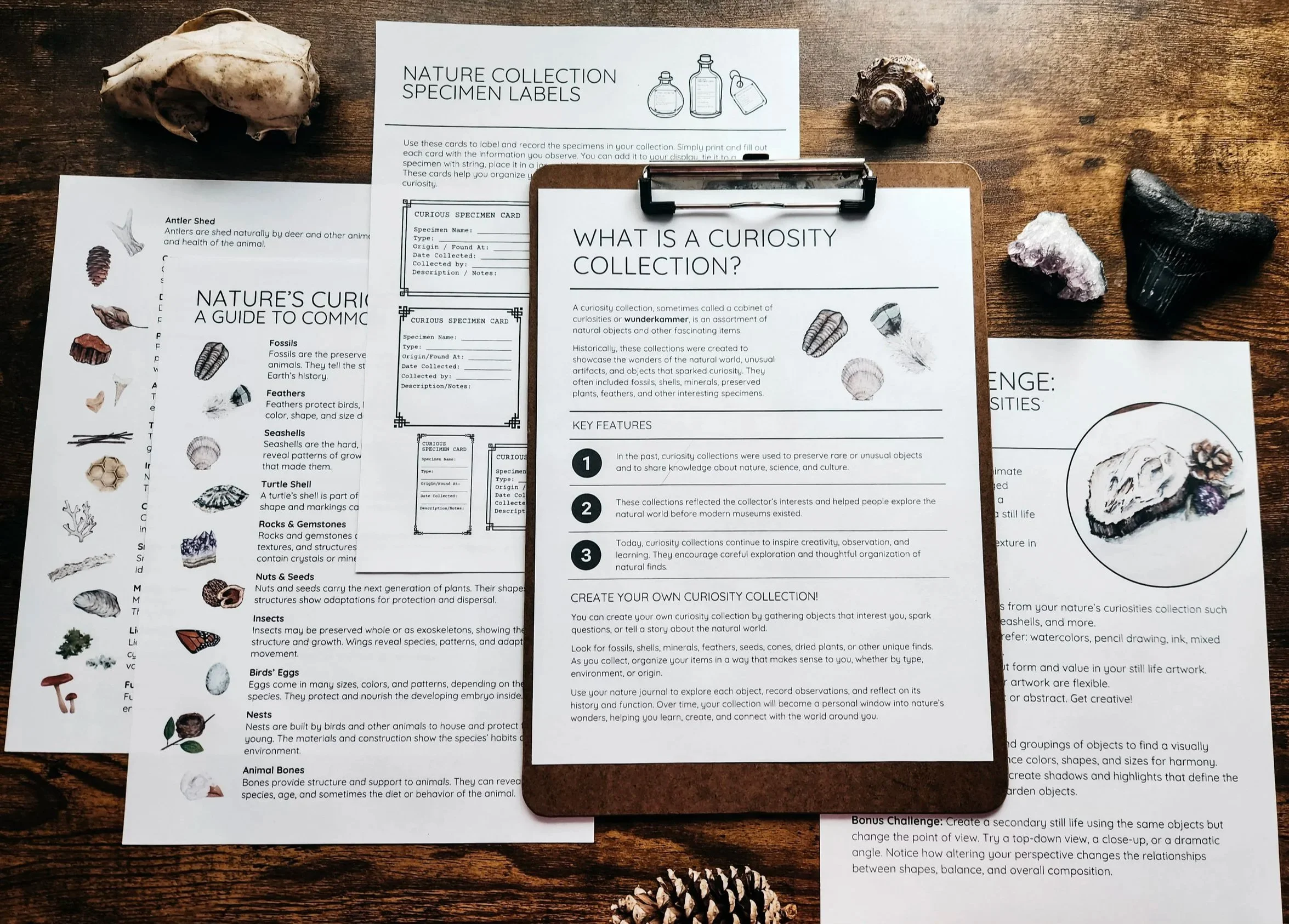 Nature journaling lesson example from the Nature Journaling with Steph subscription.