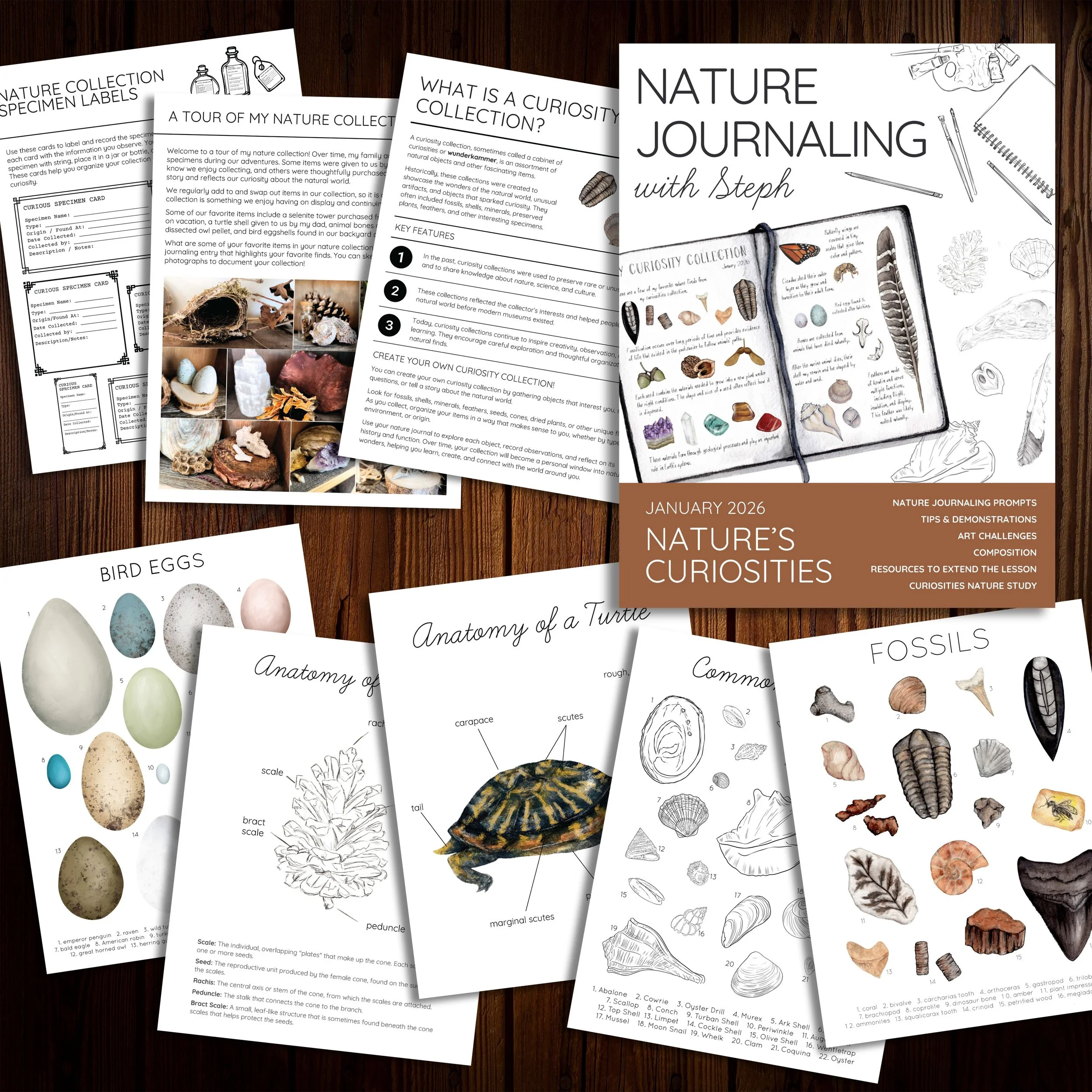 Example pages from the Nature’s Curiosities Nature Journaling lesson, showing anatomy diagrams of a leaf, feather, turtle shell, and cone; life cycles of cicadas and other curiosities; and sample lesson pages with prompts and sketch exercises