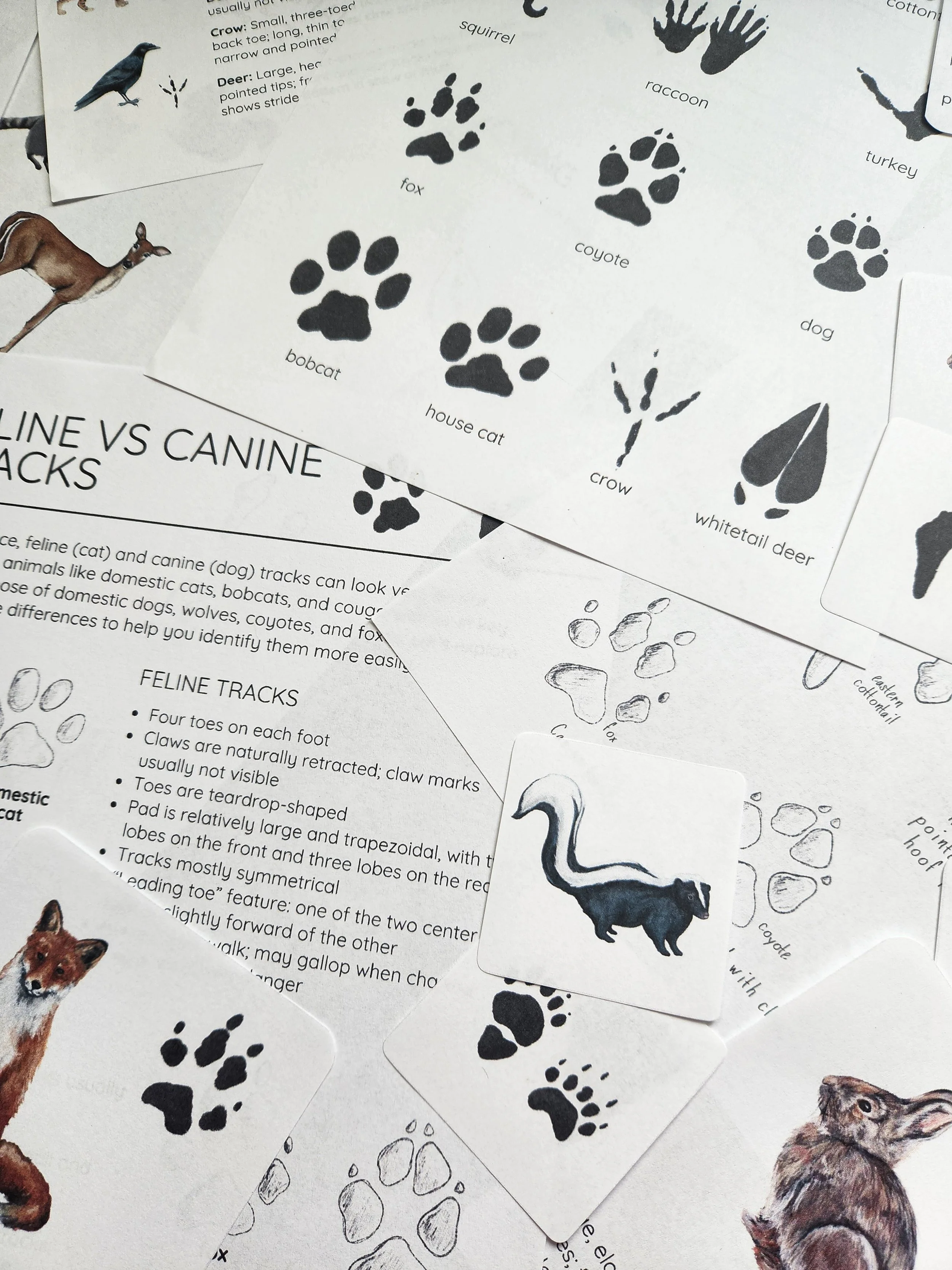 Illustrated examples of animal tracks included in the nature study.