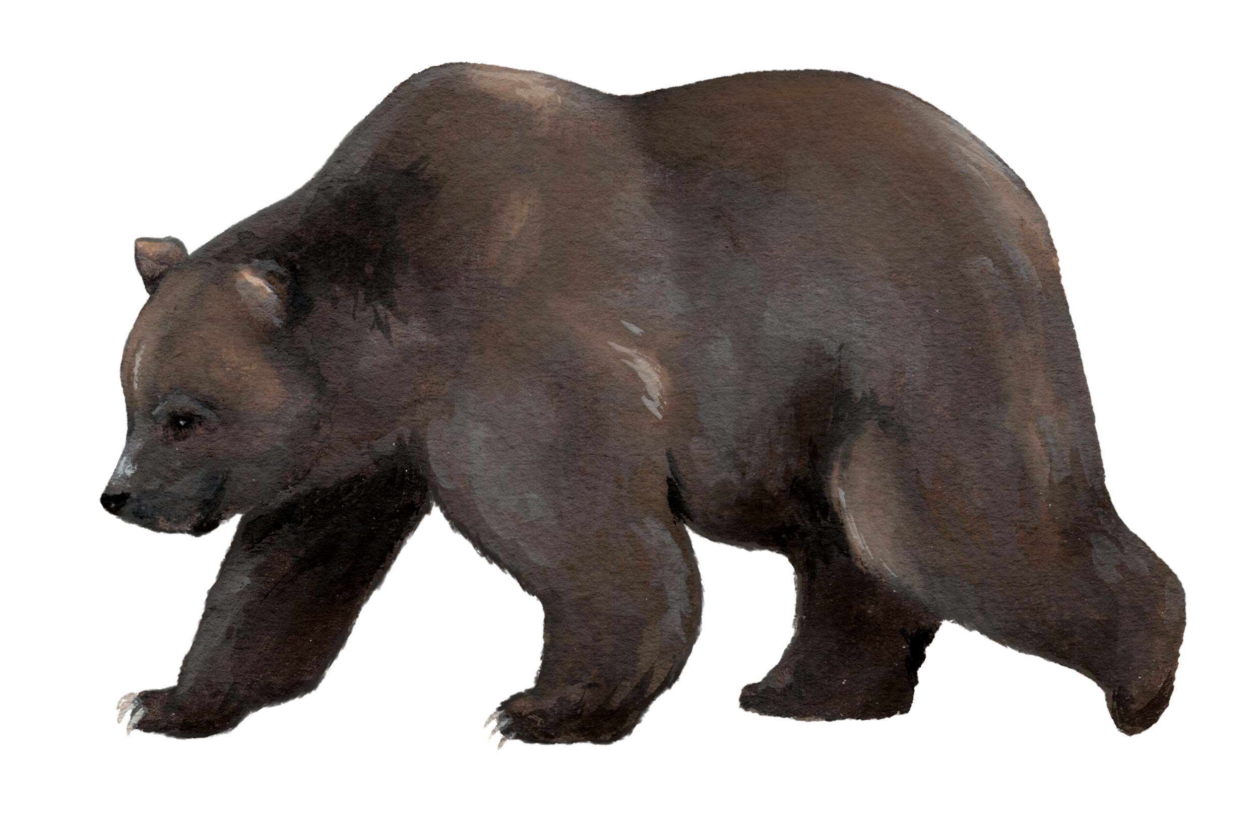 Brown Bear.png