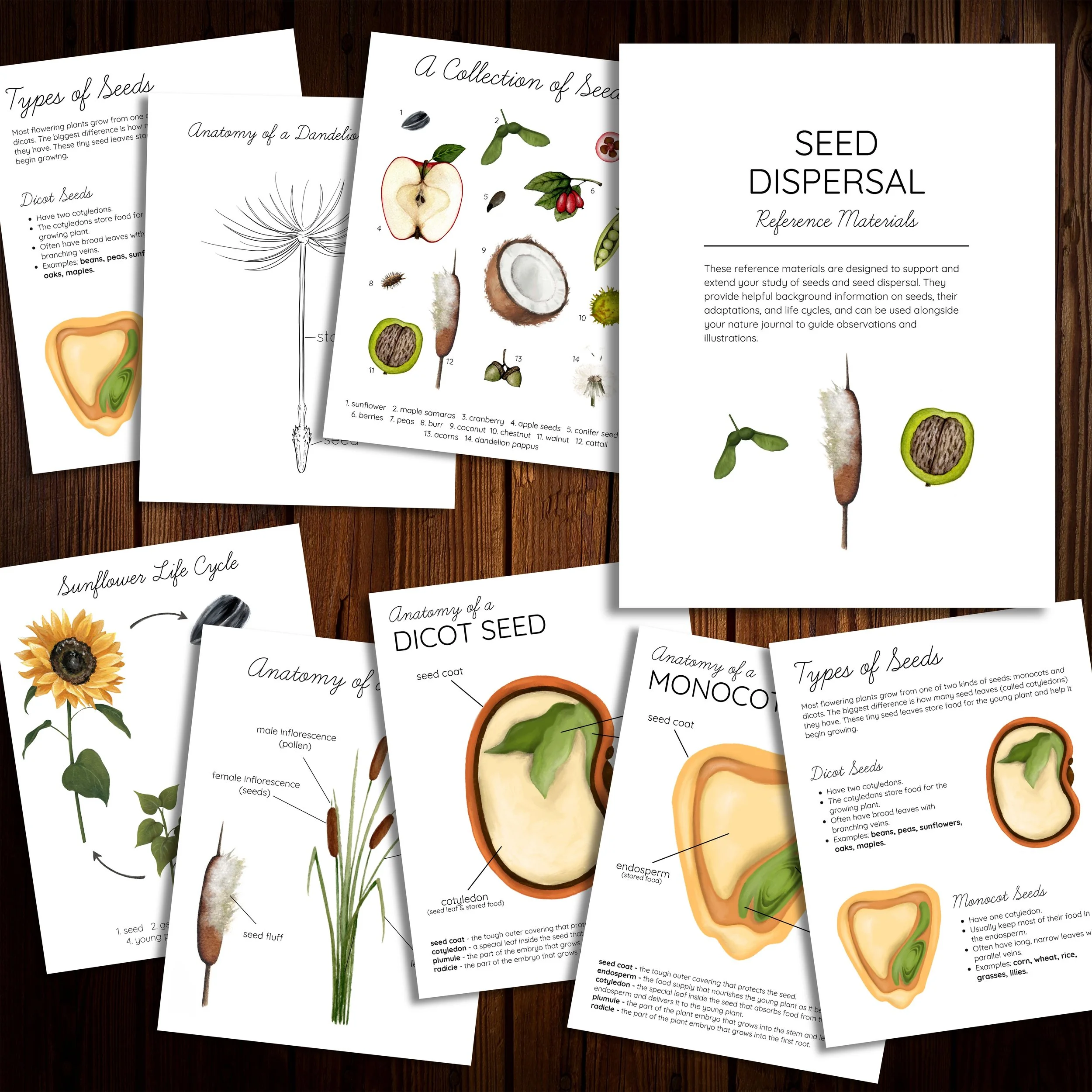 Preview of printable seed dispersal reference materials, including seed anatomy, monocot and dicot seeds, seed life cycle, and seed dispersal methods.