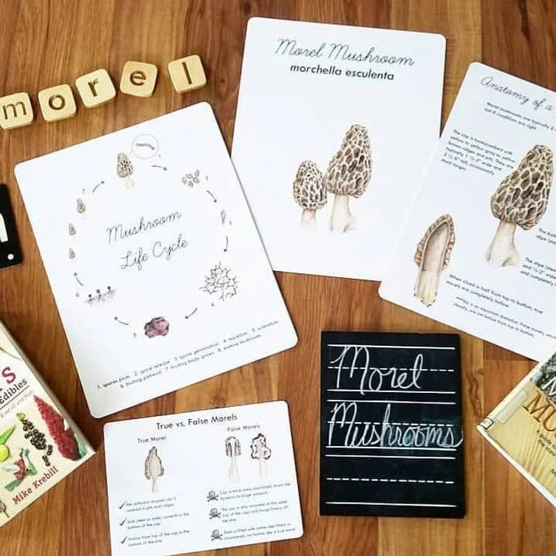 Sample interior pages from the Morel Mushroom Nature Study showing educational activities about mushroom anatomy, fungal life cycles, forest habitats, and spring foraging ecology.