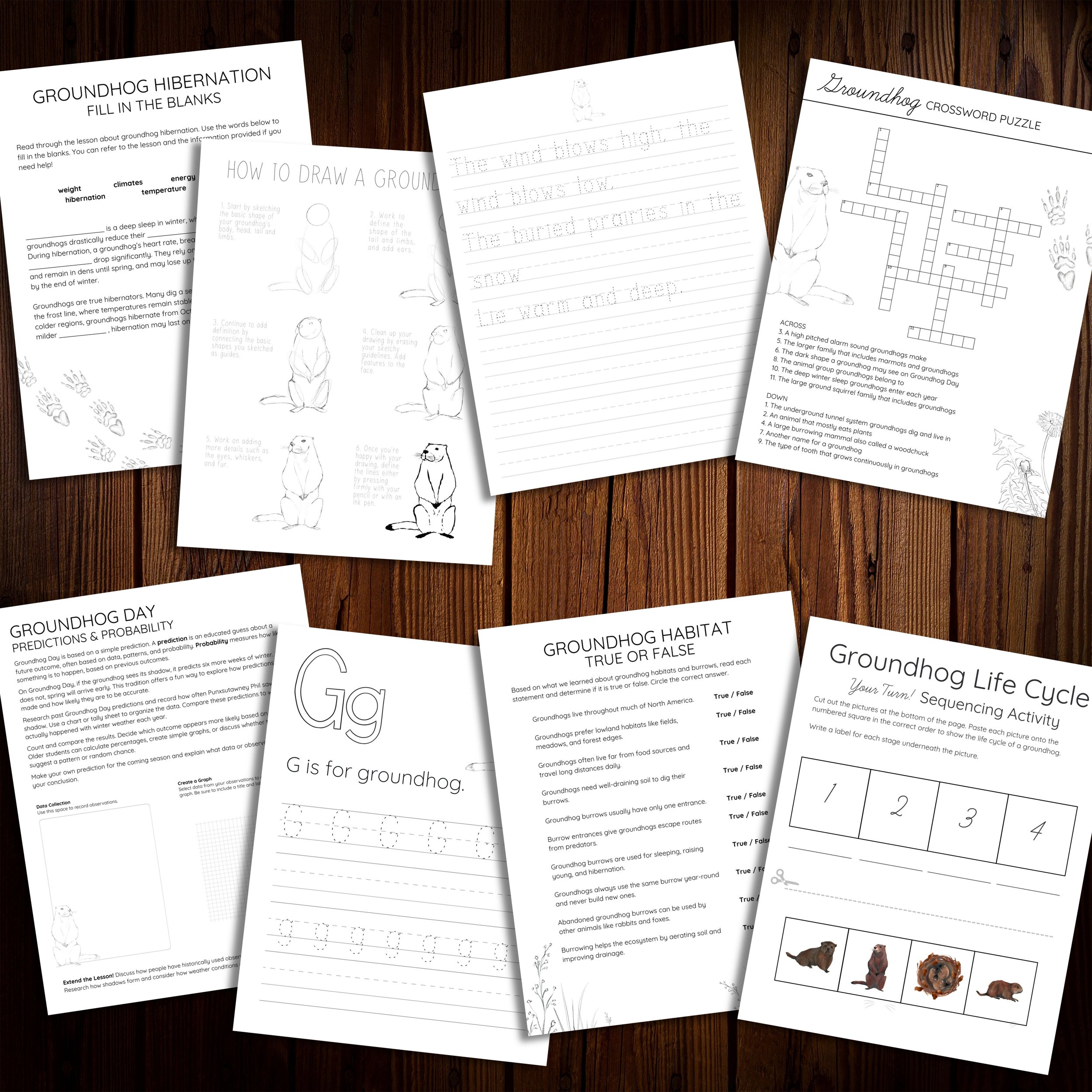 A collection of printable worksheets from the Groundhog Nature Study, including a true or false habitat page, a food chain activity, and a life cycle sequencing activity.