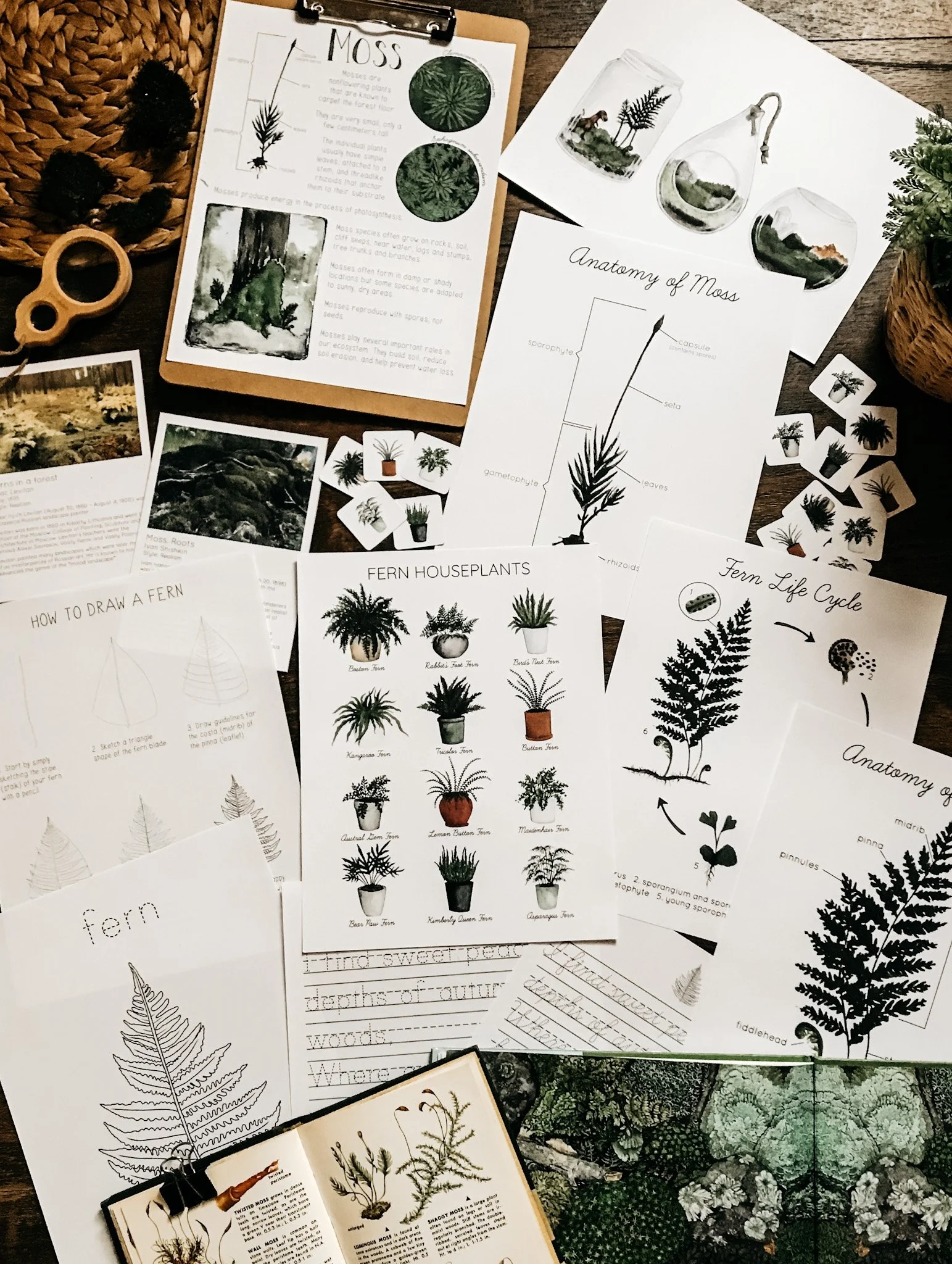 Image showing pages from the Mosses and Ferns Unit Study with illustrated plant studies and educational worksheets.