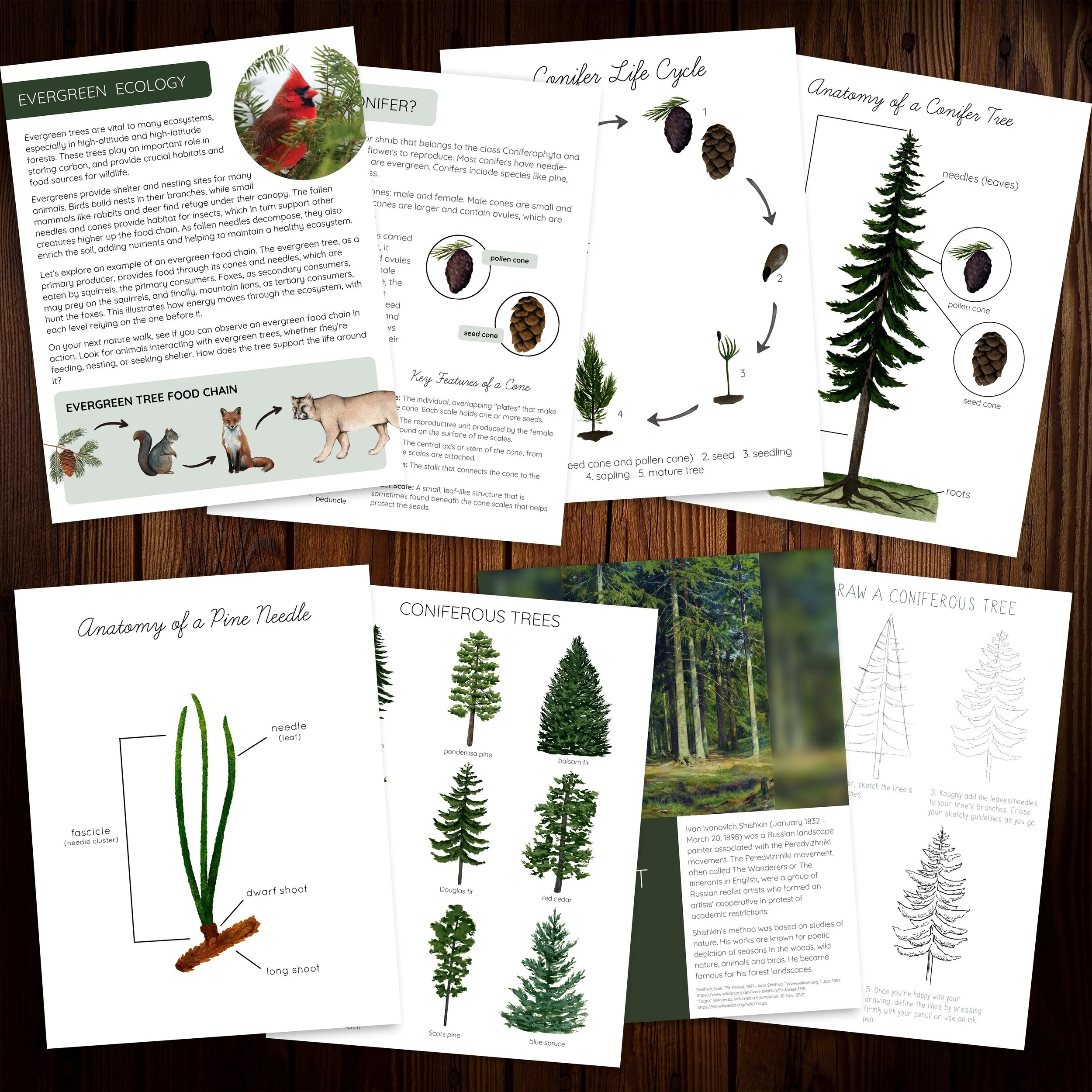 Promo Image Square 1 Evergreen.jpg