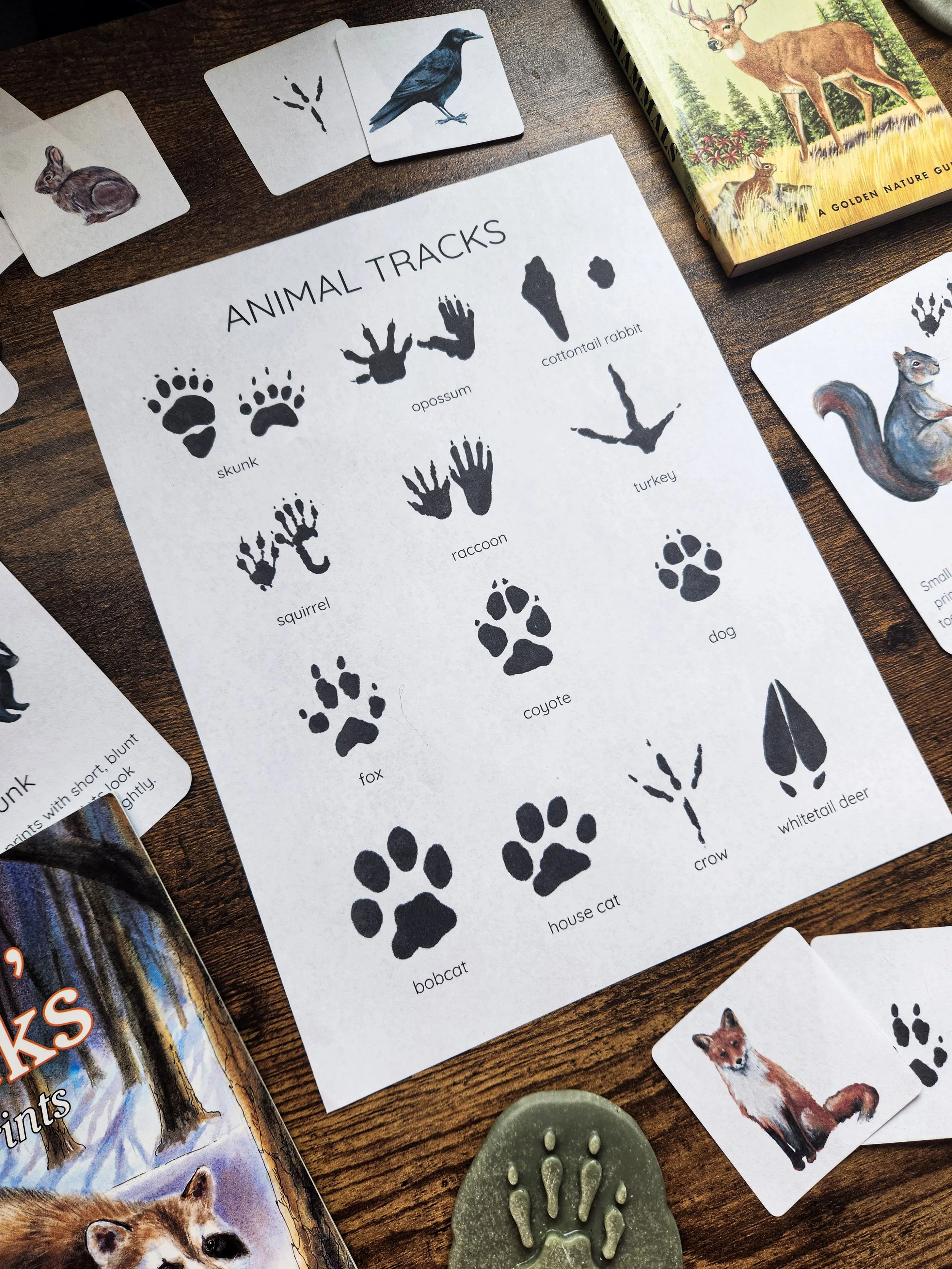 Animal Tracks Nature Study with diagrams and identification guides.