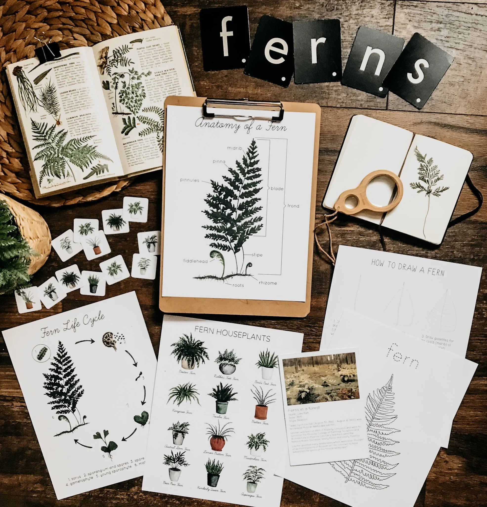 Image focusing on fern-related pages from the Mosses and Ferns Unit Study, including illustrations and learning materials.