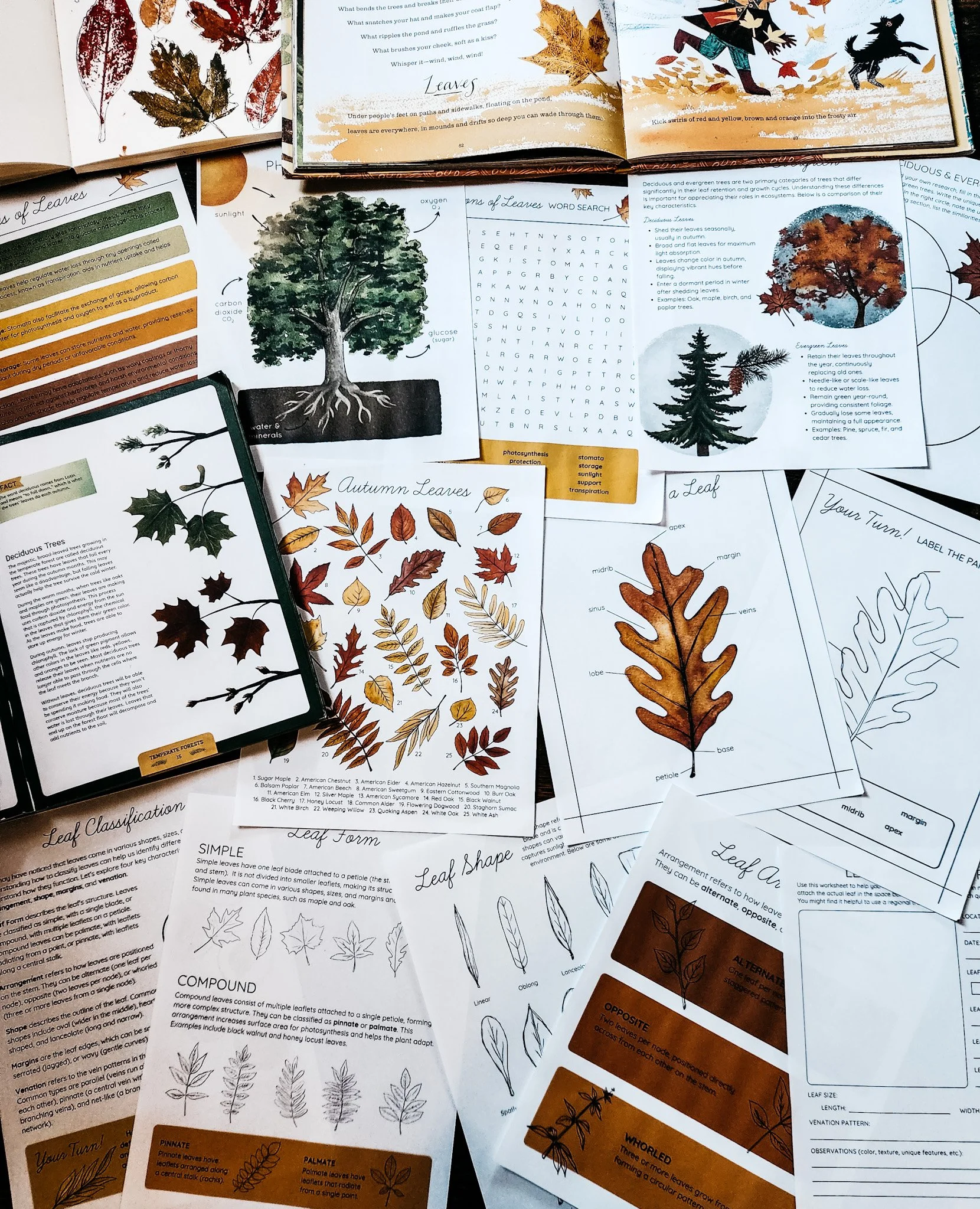 Alternate flat lay of Autumn Leaves Nature Study pages, showing additional activities, coloring pages, and printable materials.