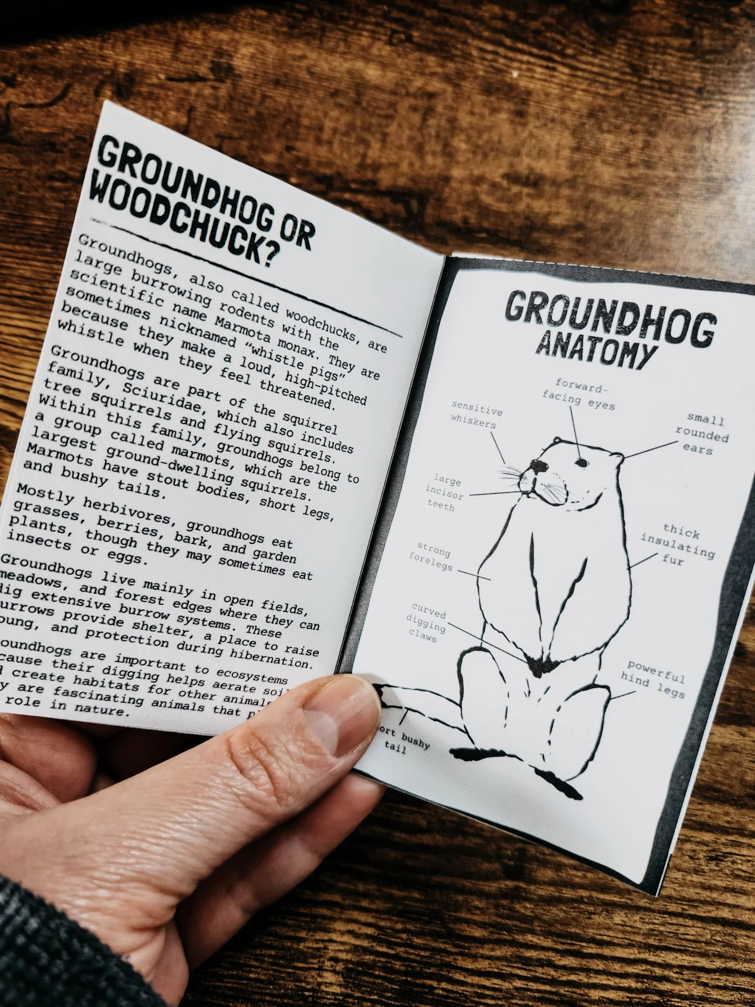 Inside pages of the groundhog mini zine showing an anatomy diagram with labeled body parts and brief facts about groundhog size, diet, and behavior.