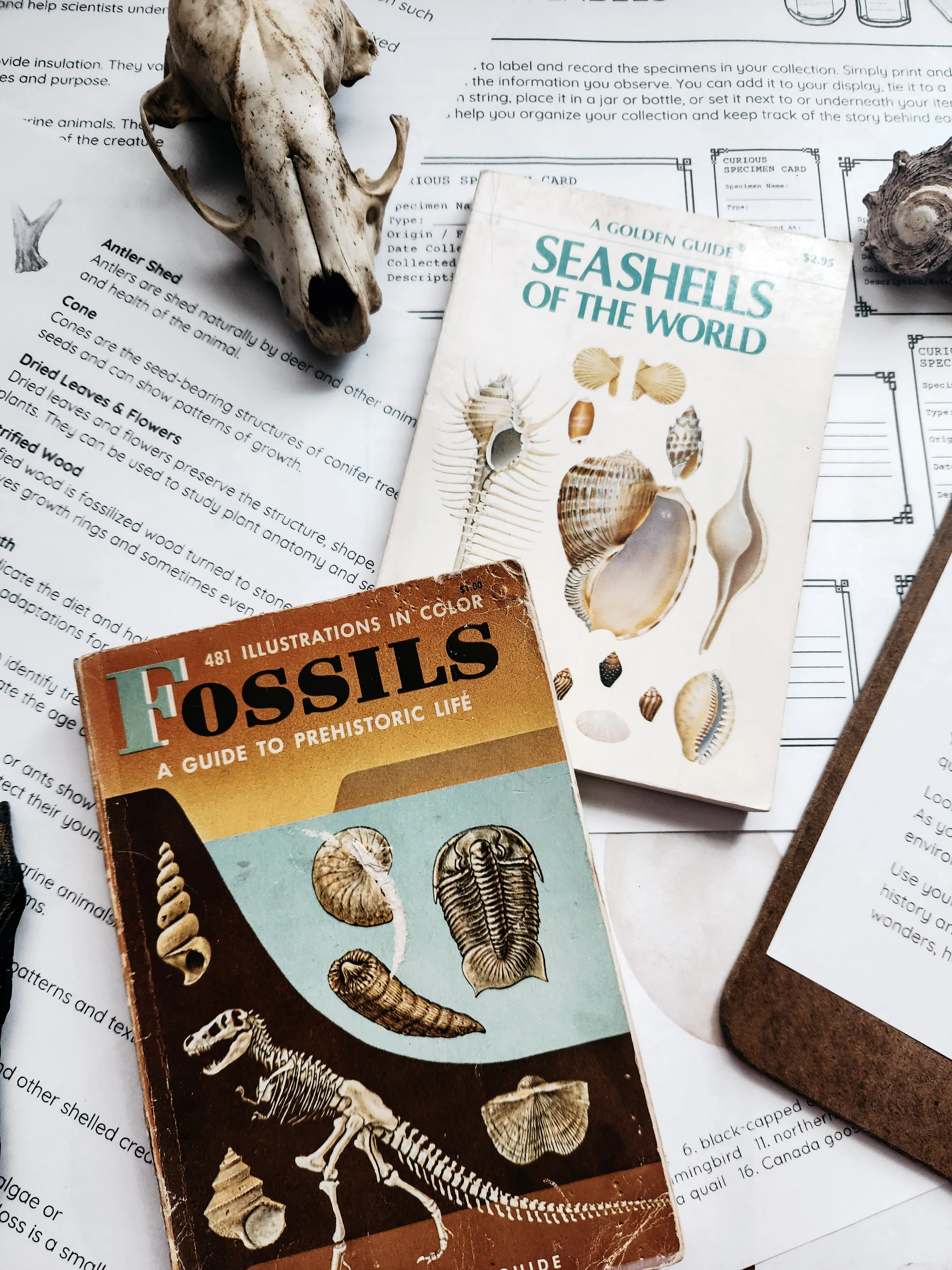 Nature journaling subscription content featuring the Nature’s Curiosities theme.