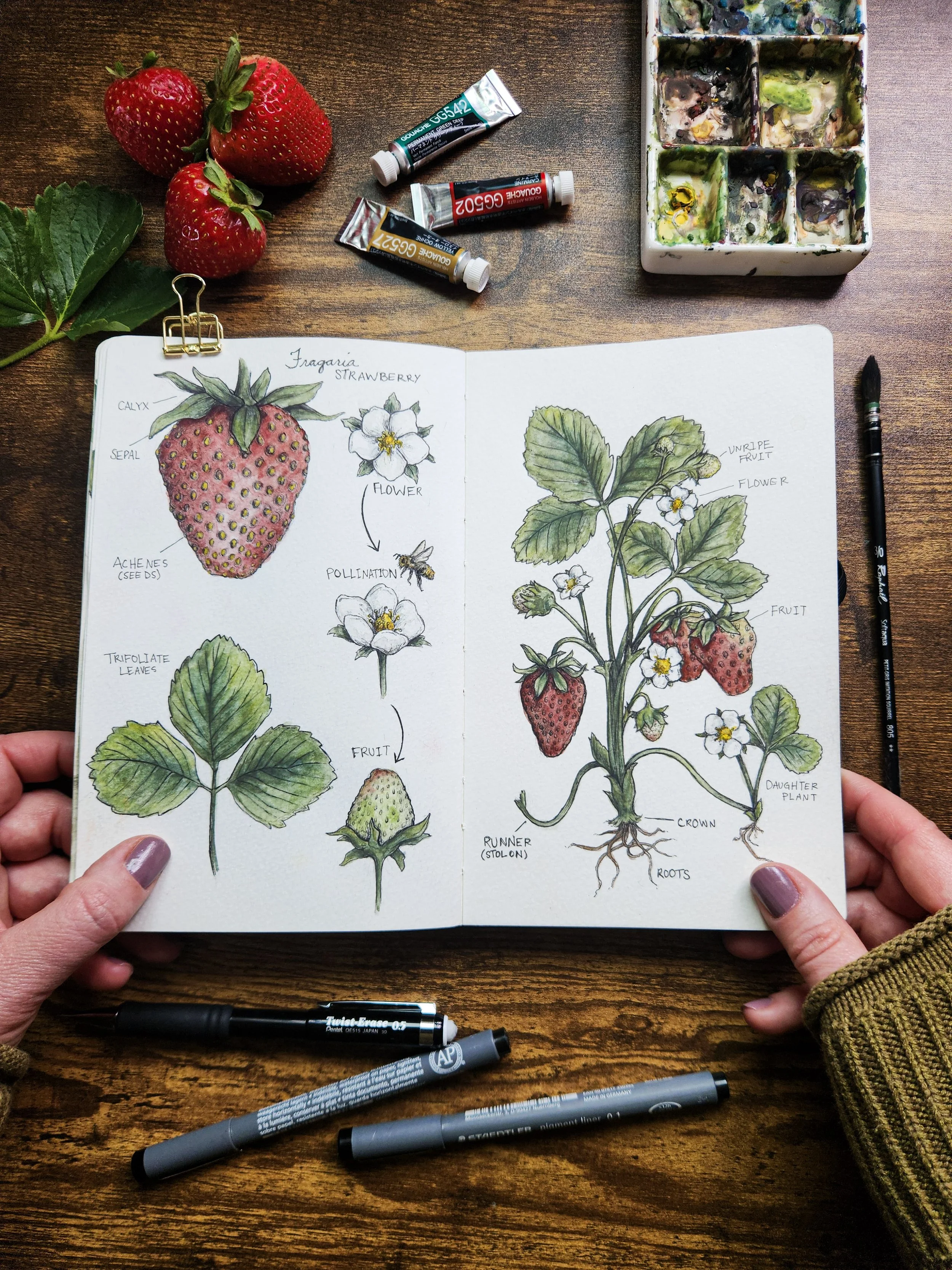 Full two-page spread from the berry-themed nature journal lesson
