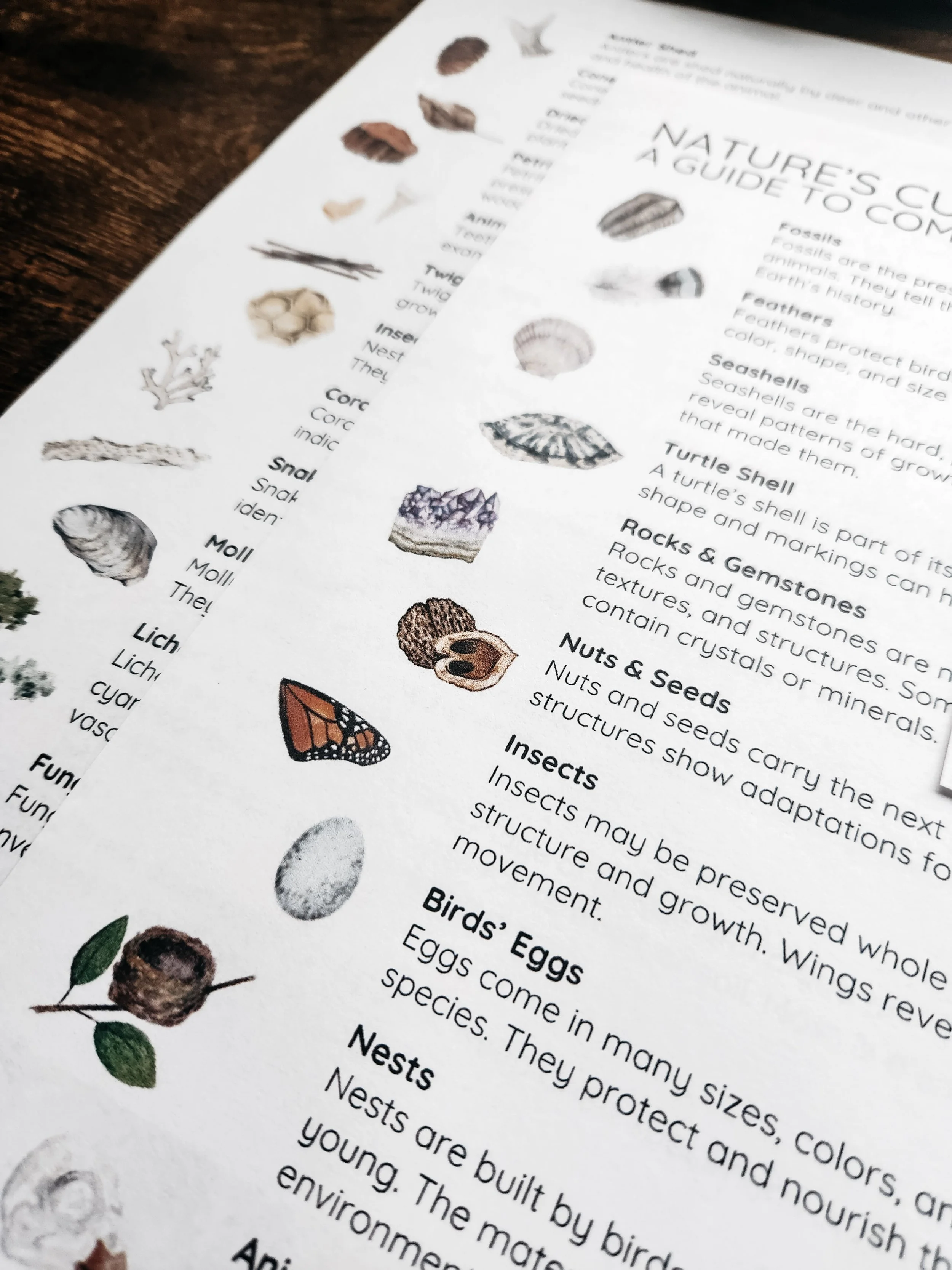 Nature journaling lesson preview showing the Nature’s Curiosities content.