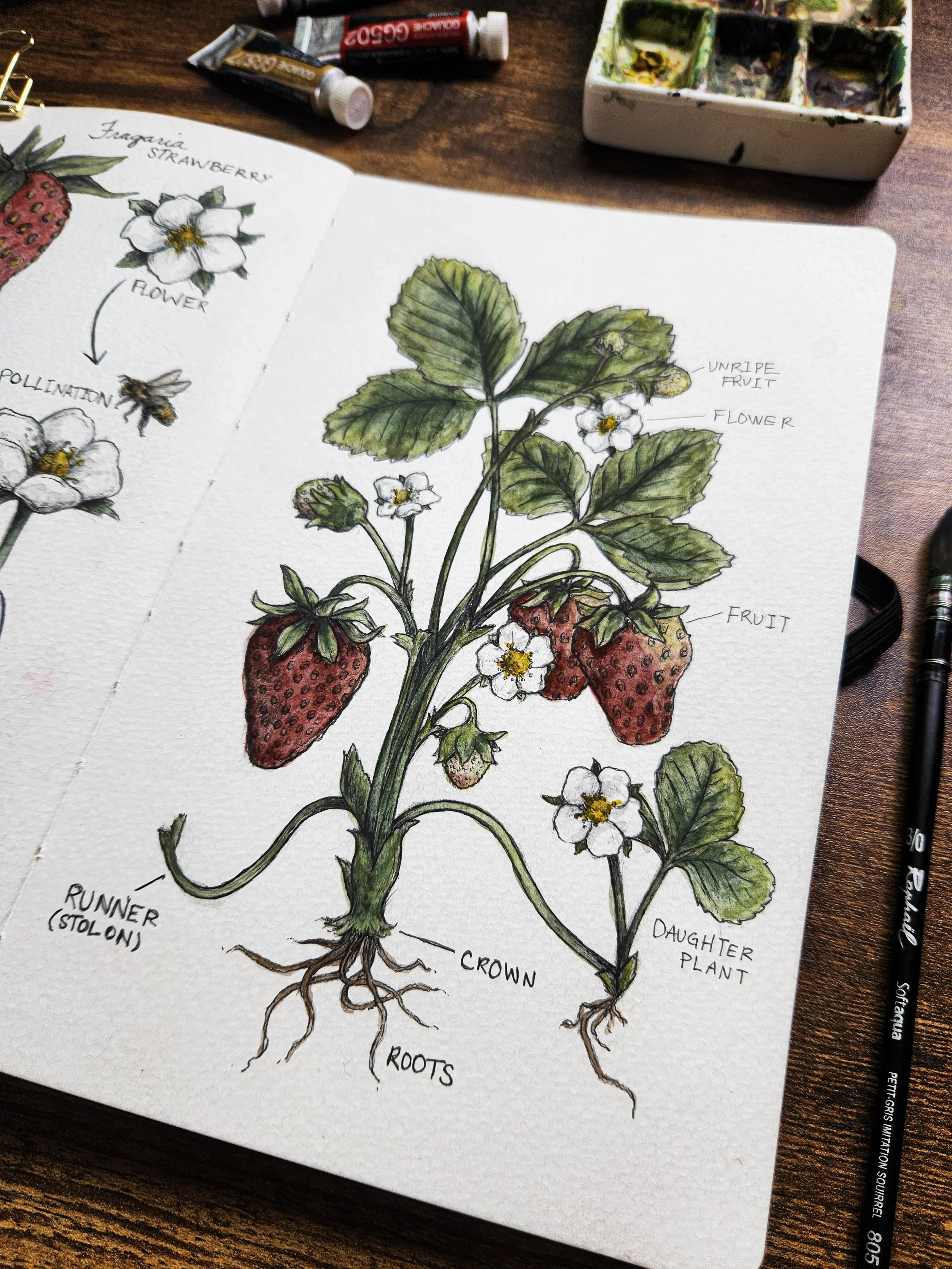 Close-up of nature journal spread featuring a strawberry plant illustration