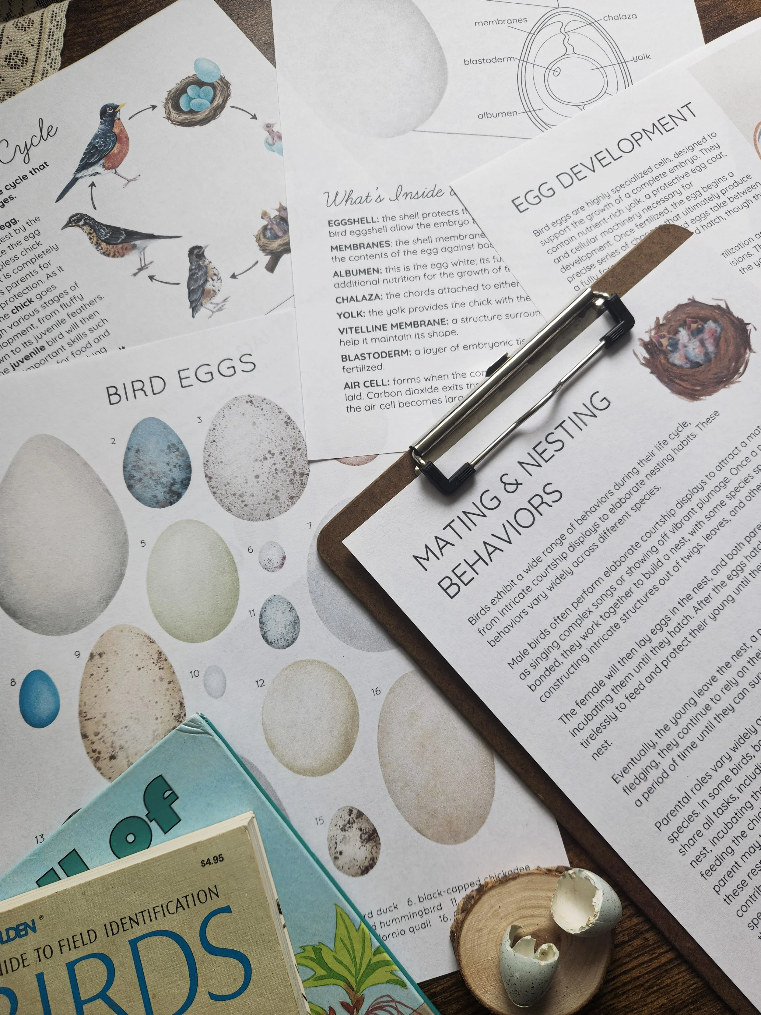 Images from lesson including bird egg developmnent.