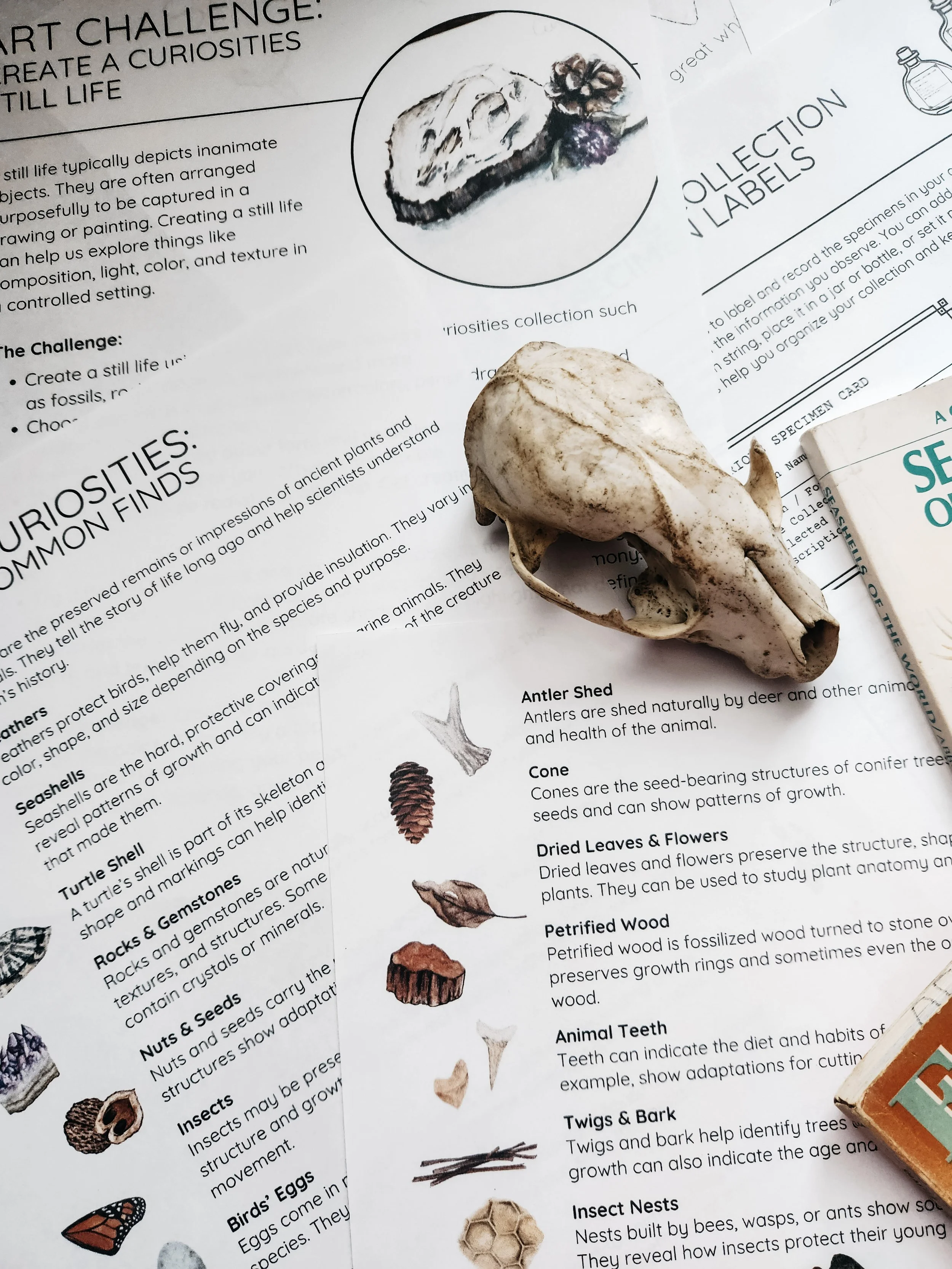 Nature Journaling with Steph lesson materials for the Nature’s Curiosities study.