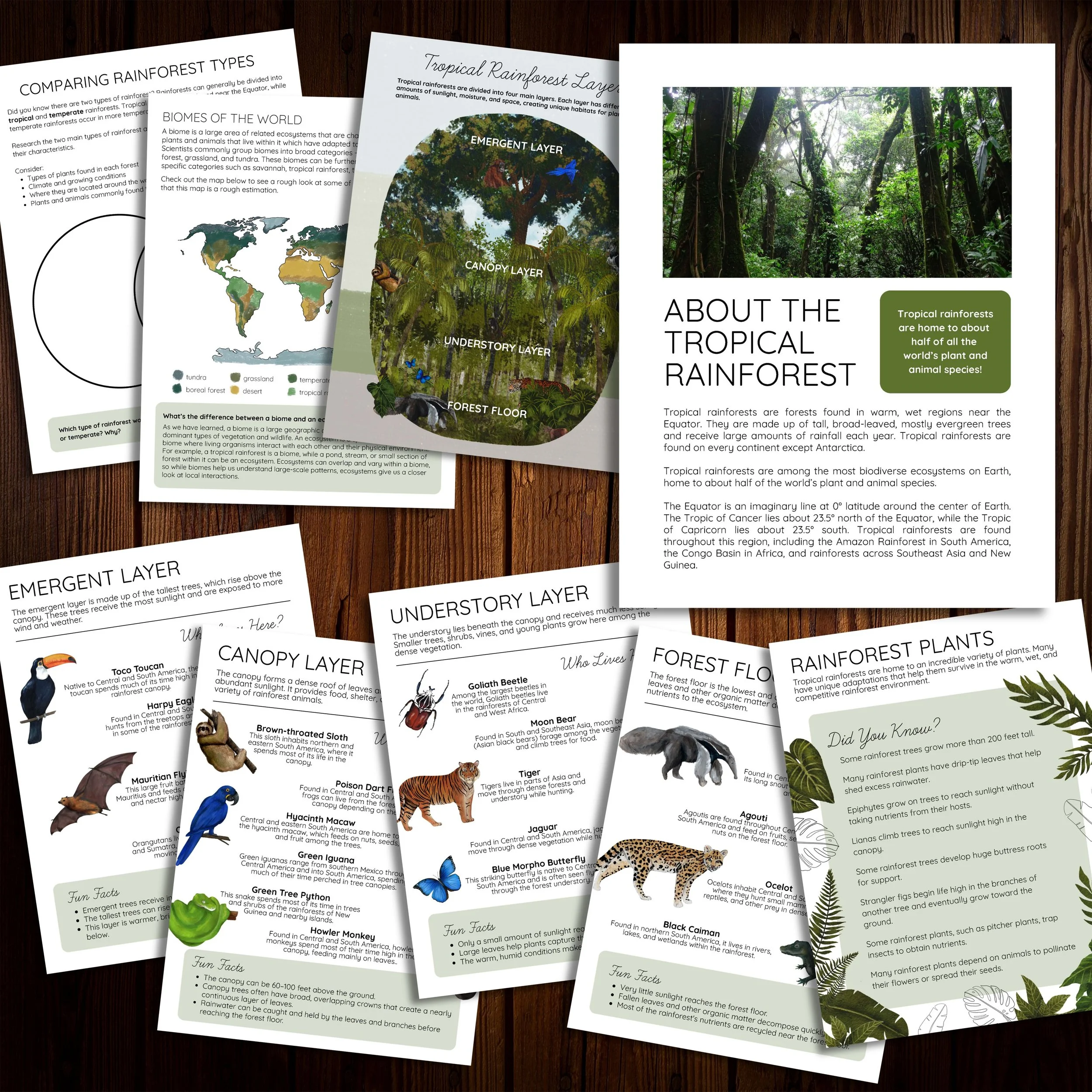 Mockup of lesson on tropical rainforest layers.