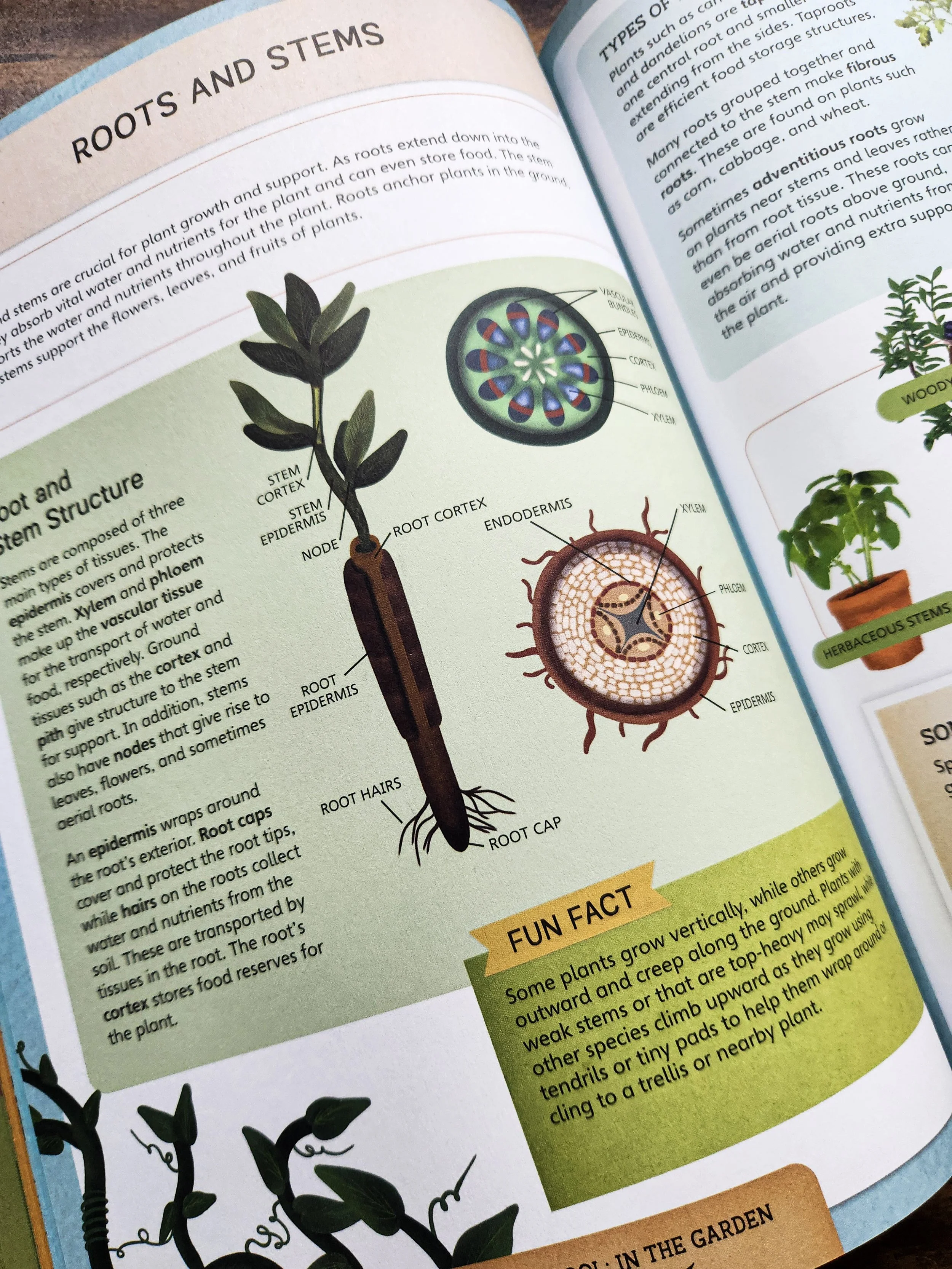 Book open to a page showing root and stem structure