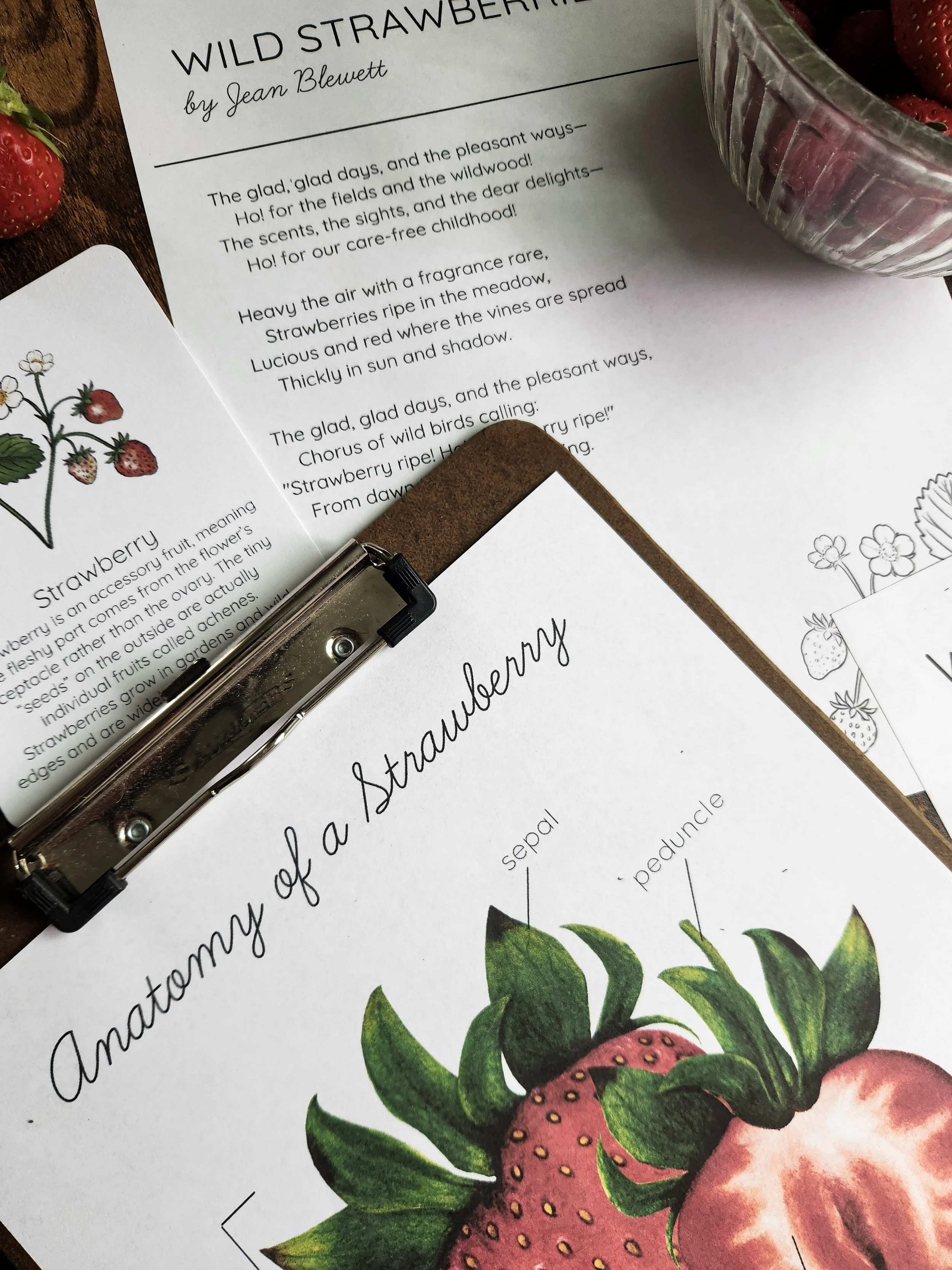Flat lay featuring berry anatomy and life cycle educational page