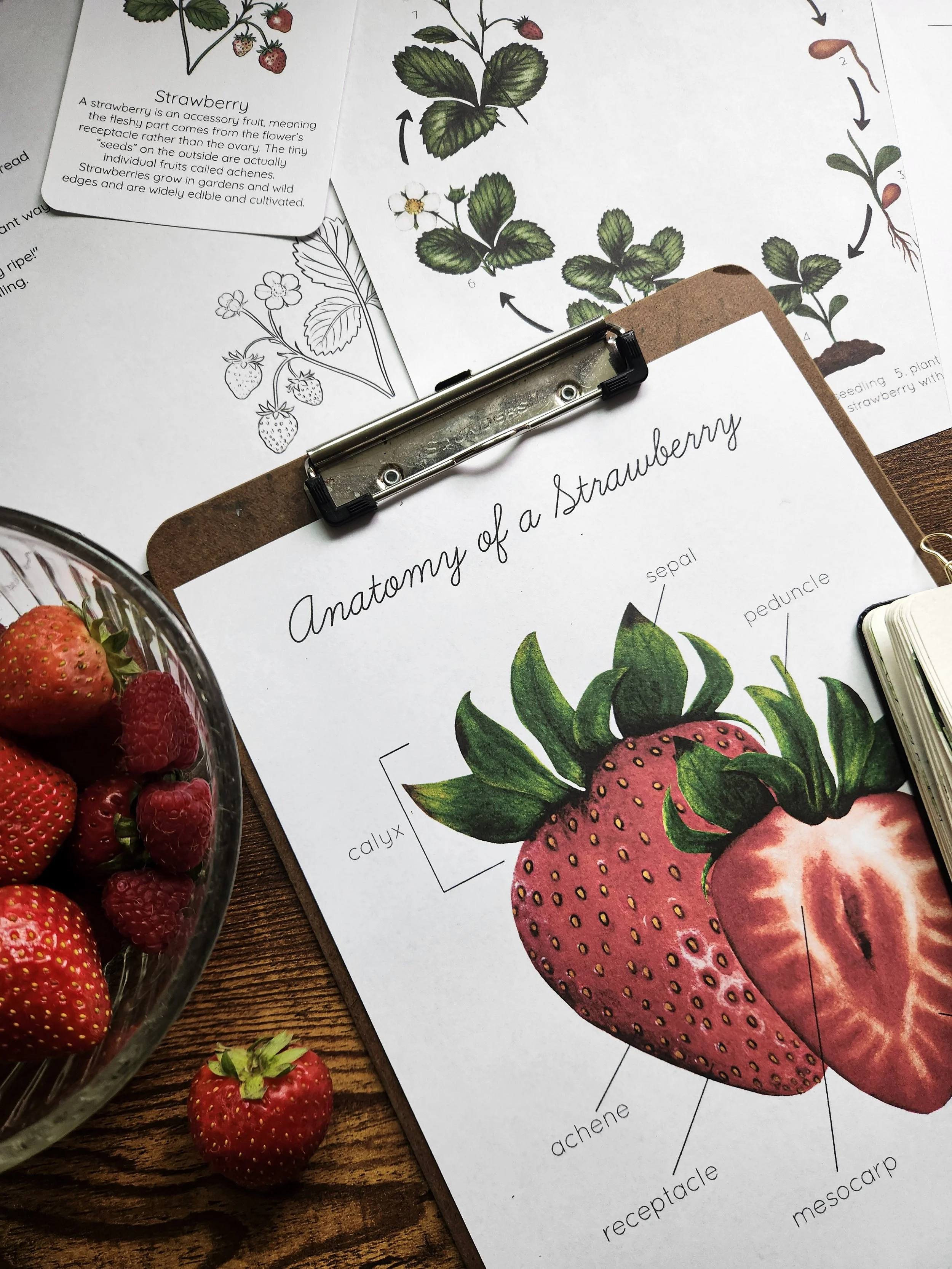 Flat lay featuring berry anatomy worksheet and life cycle educational page