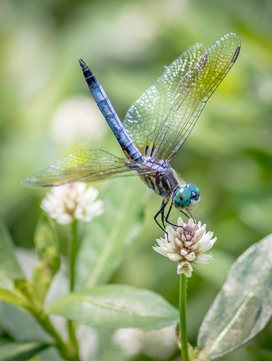 004-5_Blue Dasher_Yolanda Santiago White.jpg