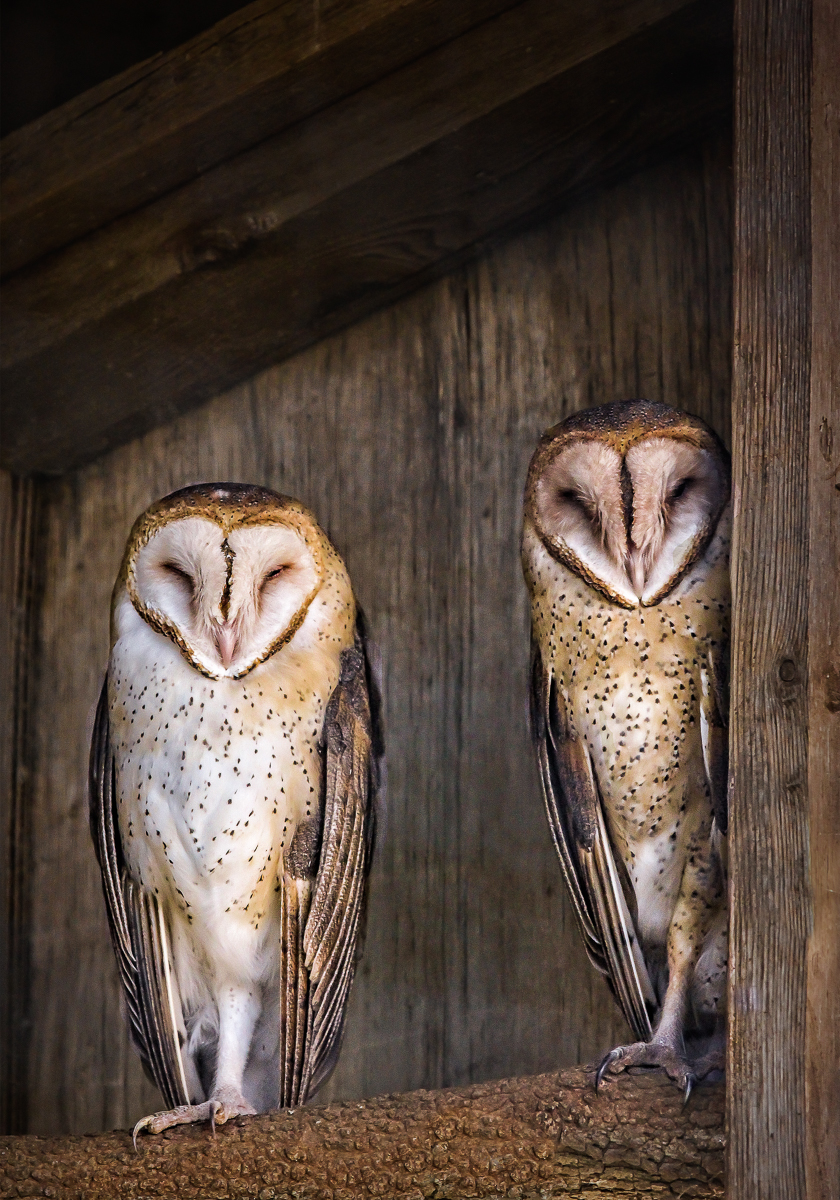 005_Yolanda Santiago White_Barn Owls.jpg