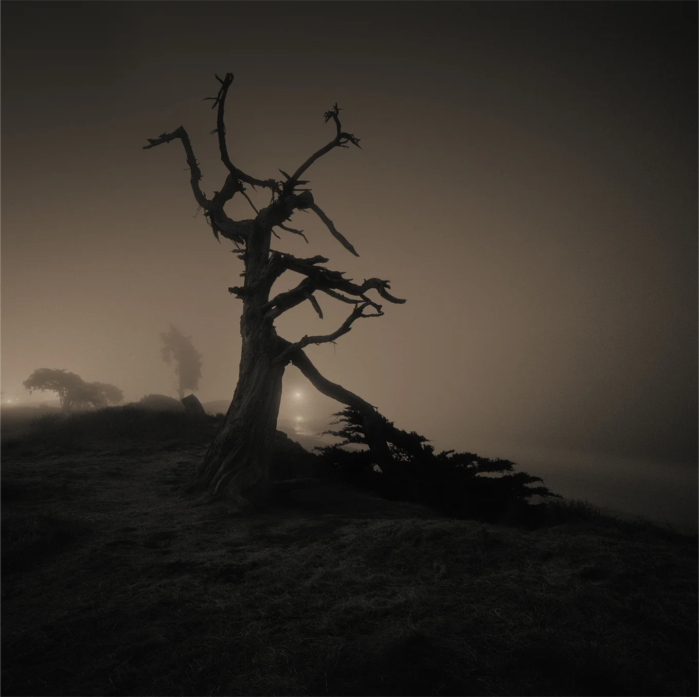 Midnight, Carpinteria, CA