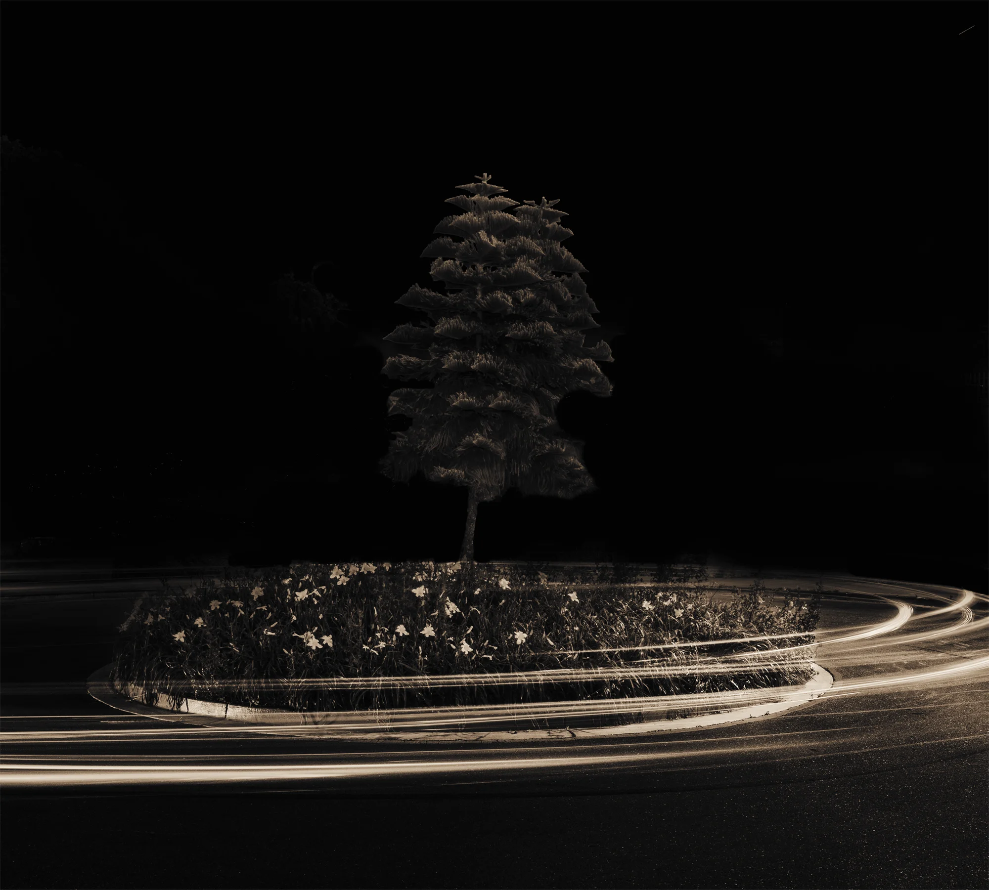 Lake Merritt Trees, Study #5, Oakland, CA