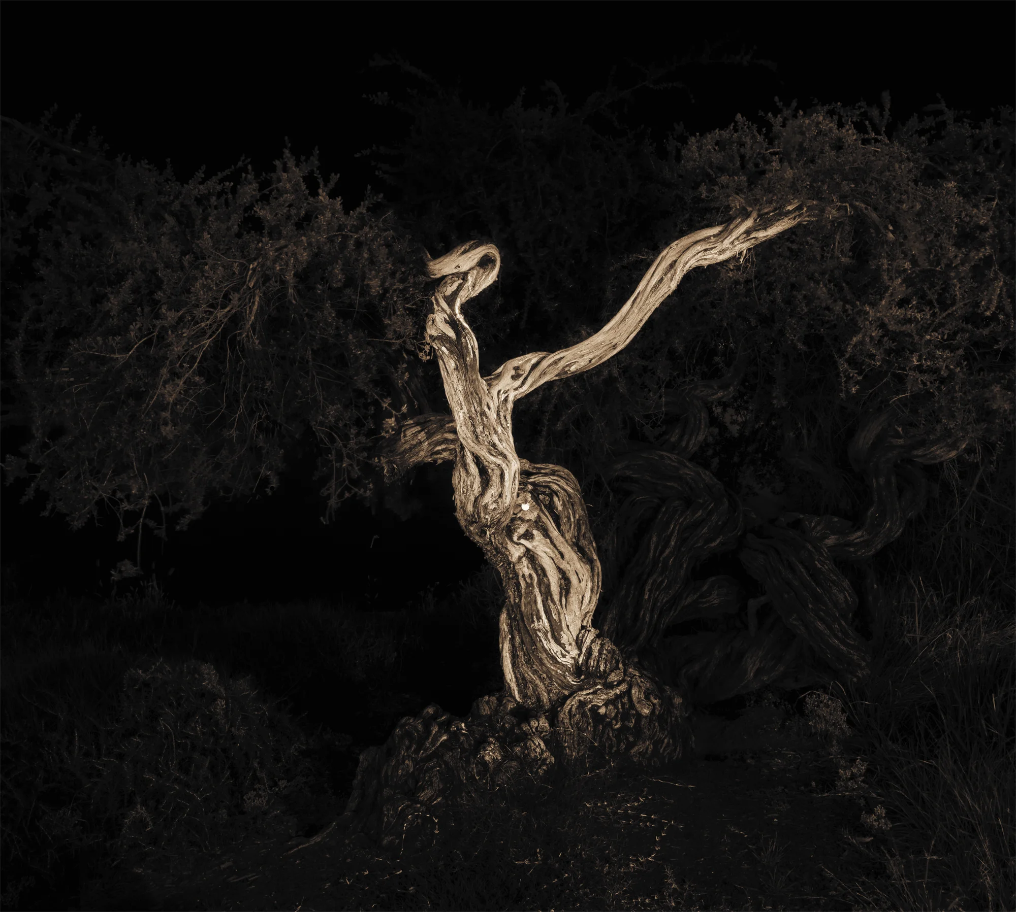 Lake Merritt Trees, Study #7, Oakland, CA