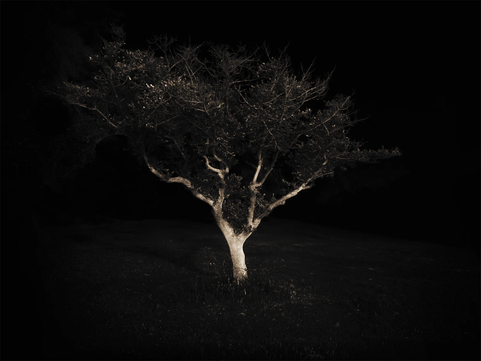 Lake Merritt Trees, Study #10, Oakland, CA