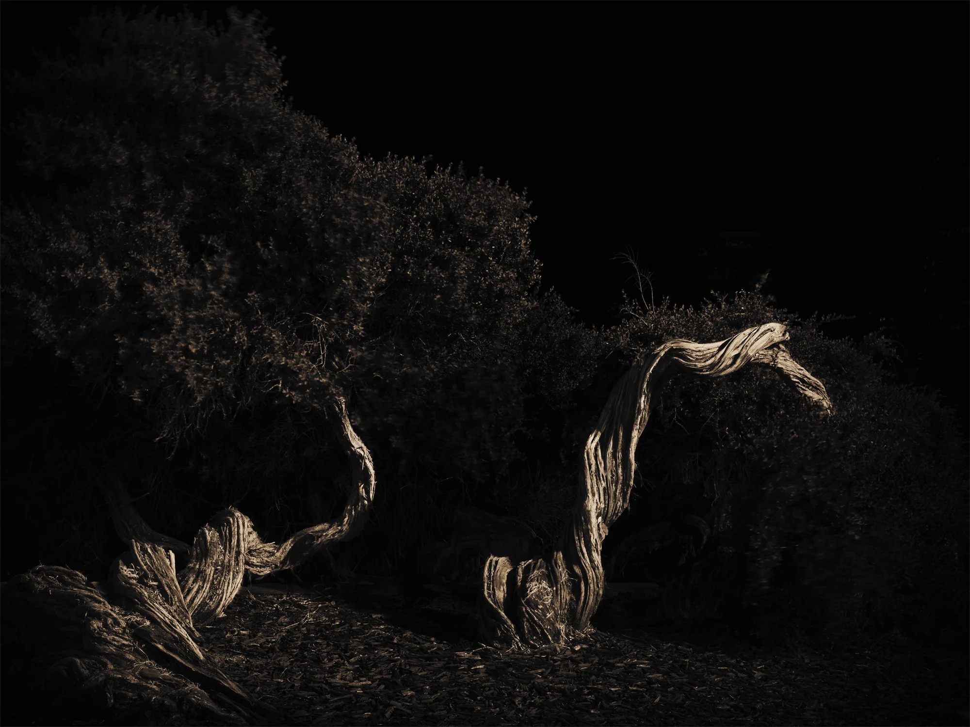 Lake Merritt Trees, Study #11, Oakland, CA