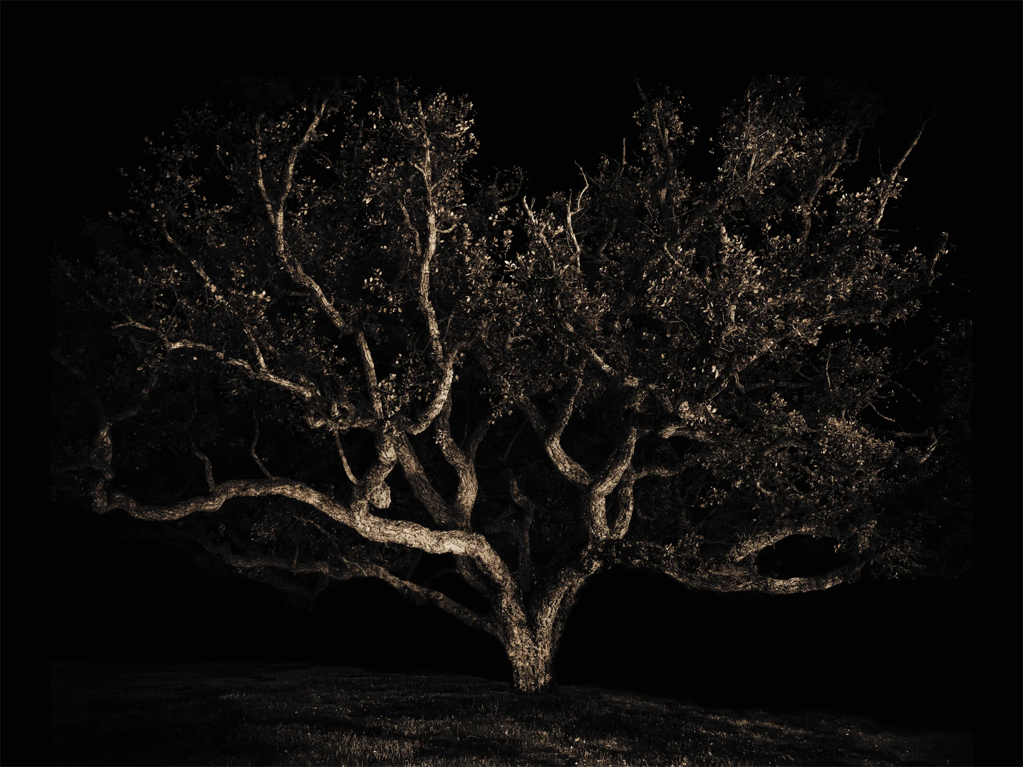 Lake Merritt Trees, Study #12, Oakland, CA