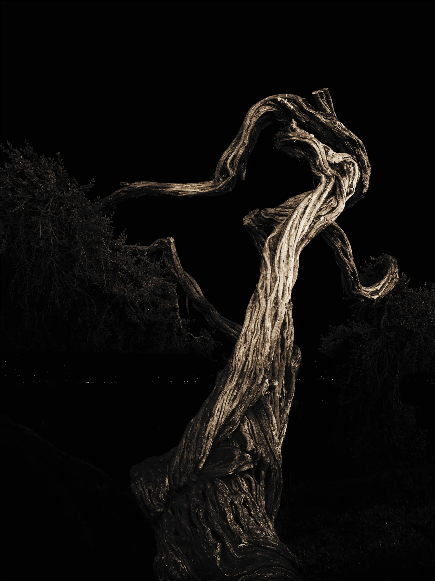 Lake Merritt Trees, Study #14, Oakland, CA